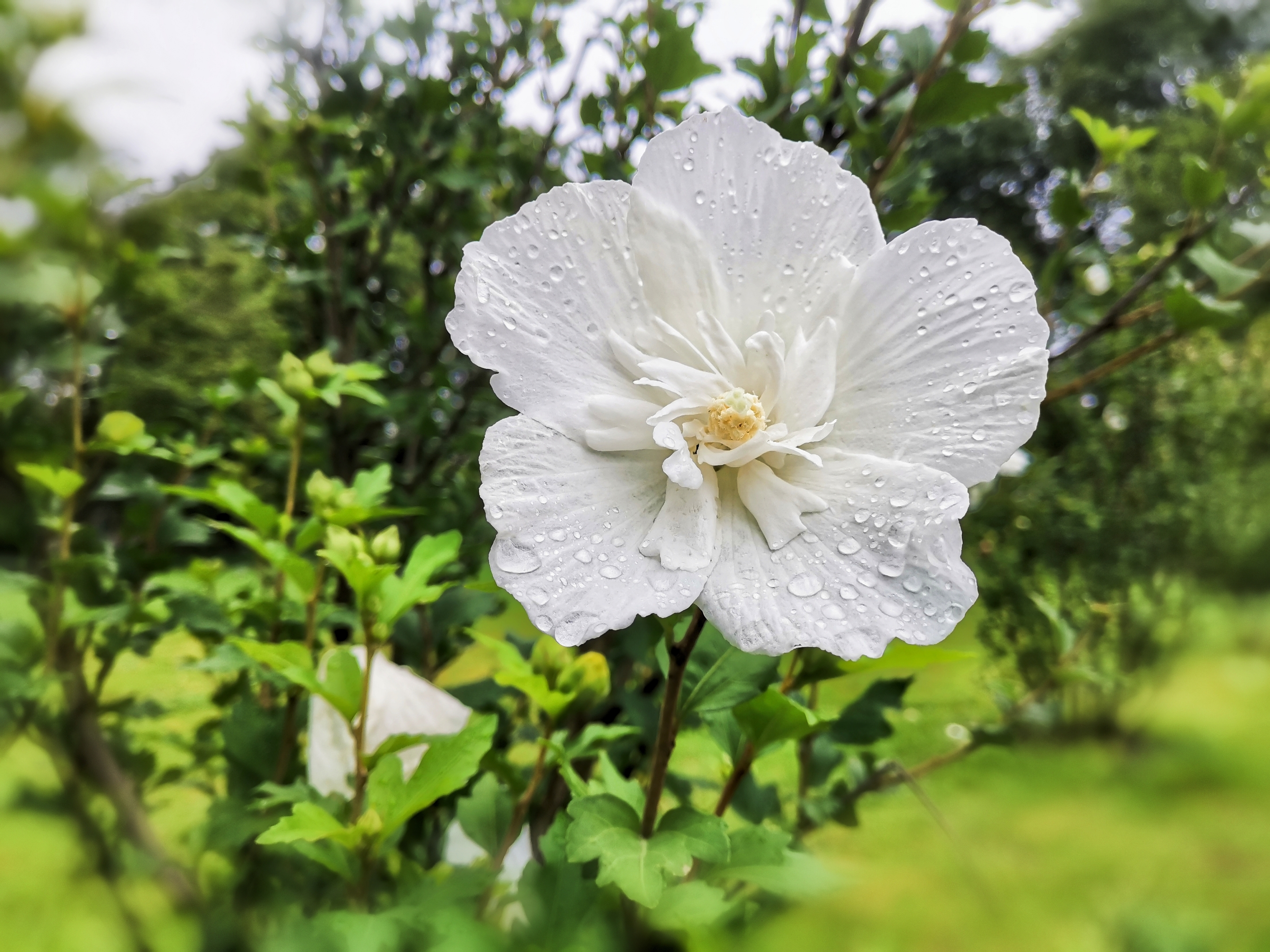 白木槿花【首发】