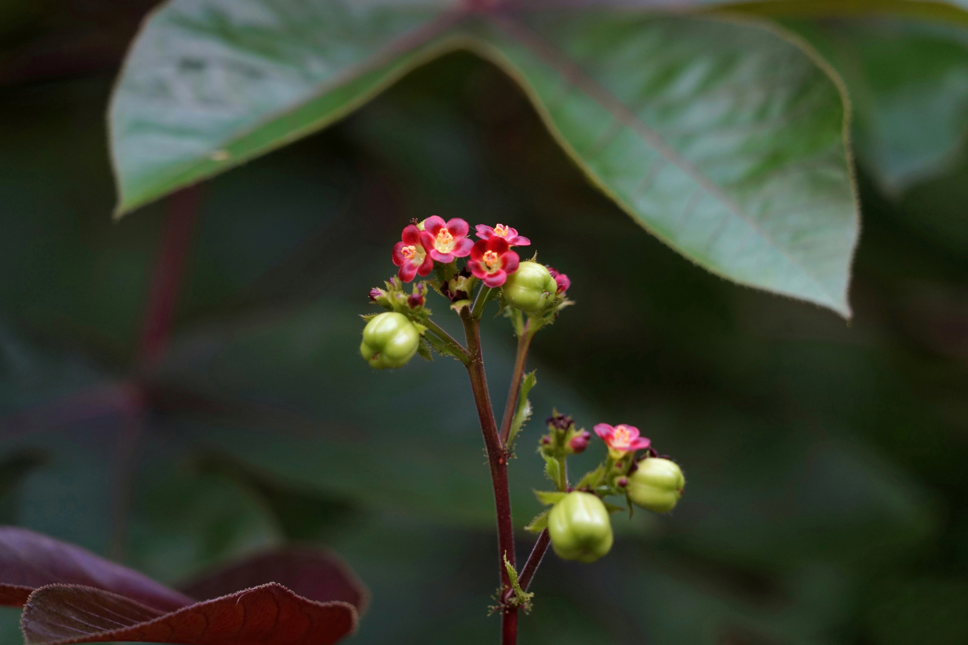 棉叶珊瑚花与果