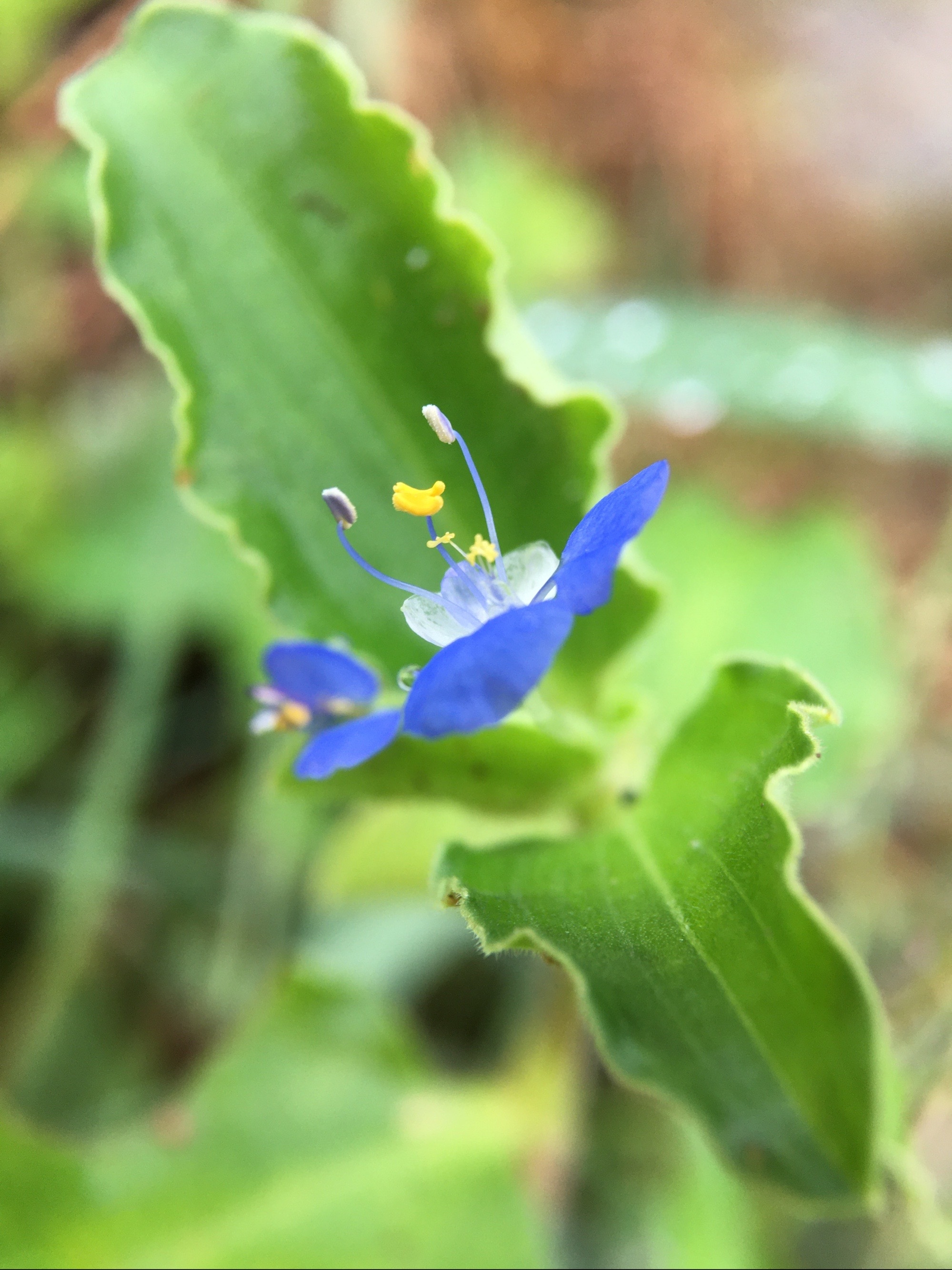 鸭跖花