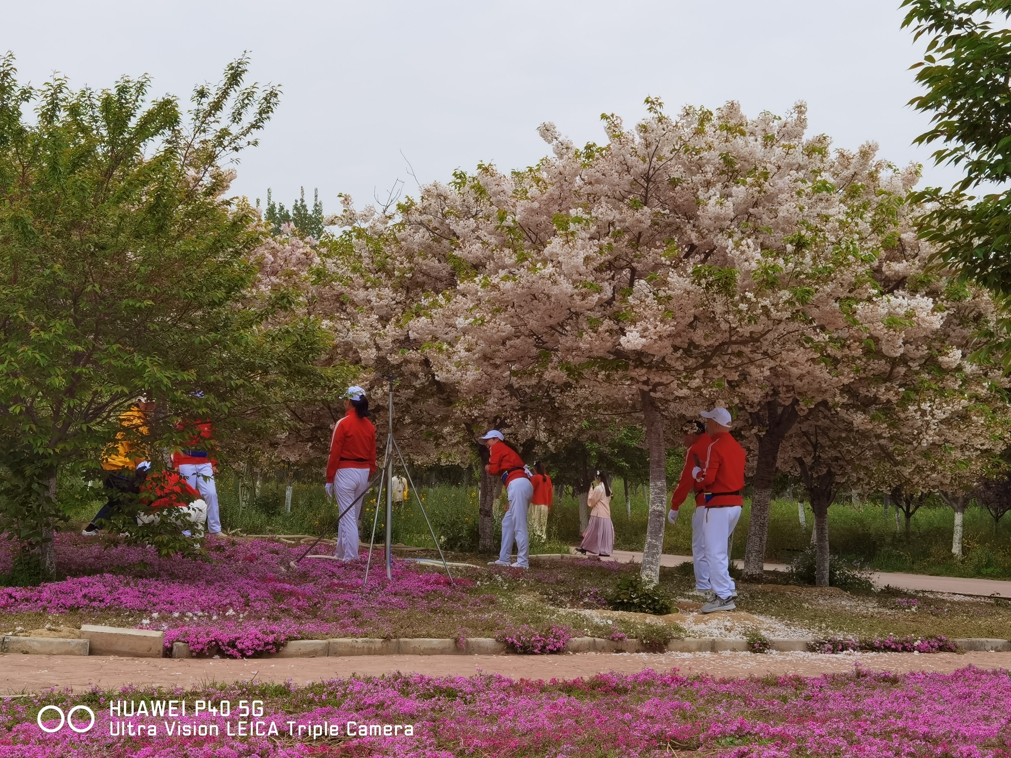 河南省荥阳市～丰乐樱花园～樱花盛开分外妖娆