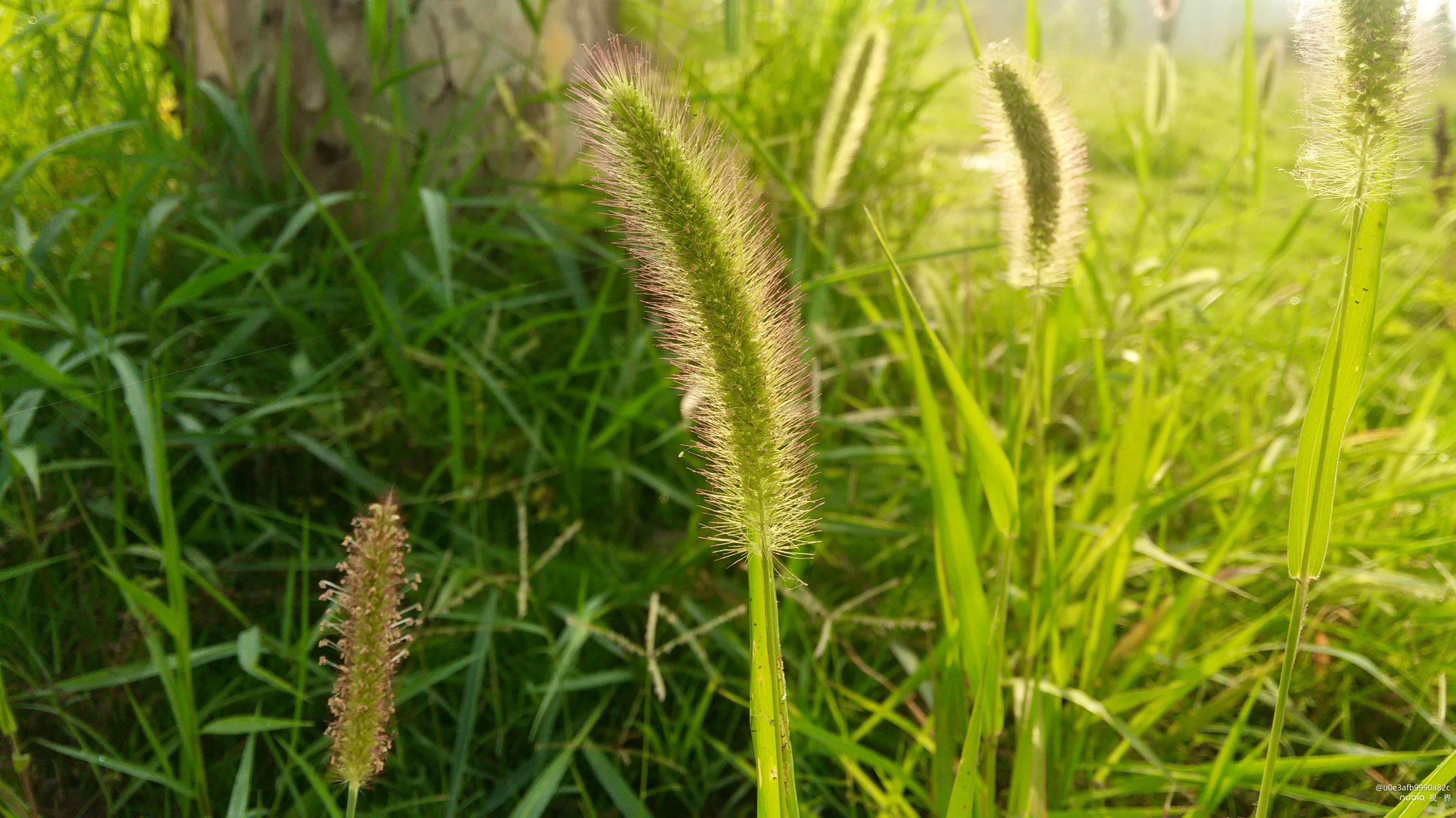 首发生机盎然的狗尾巴草