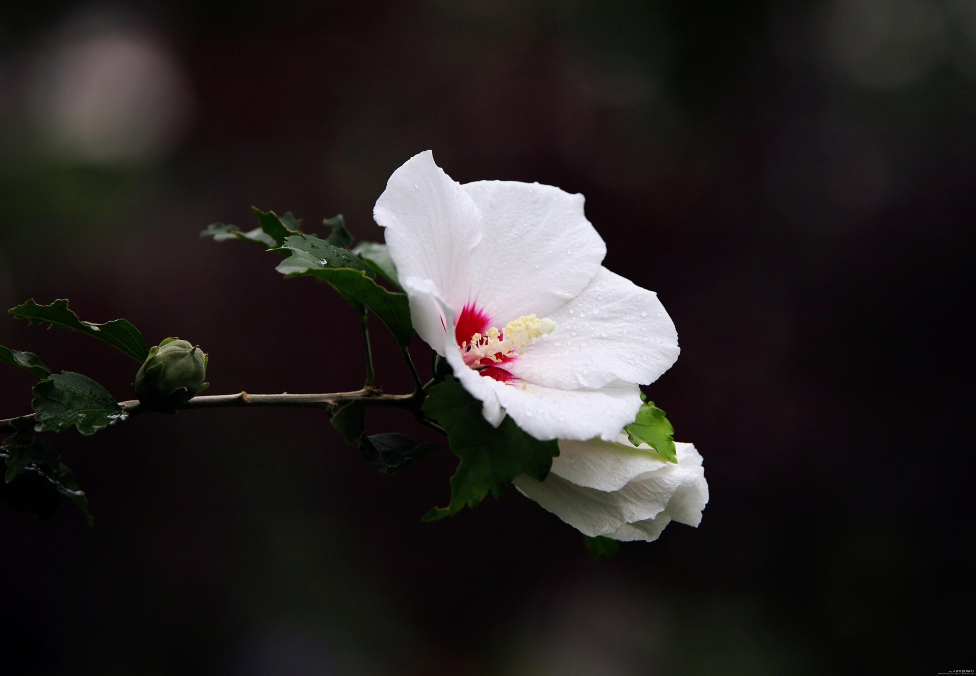 白色木槿花