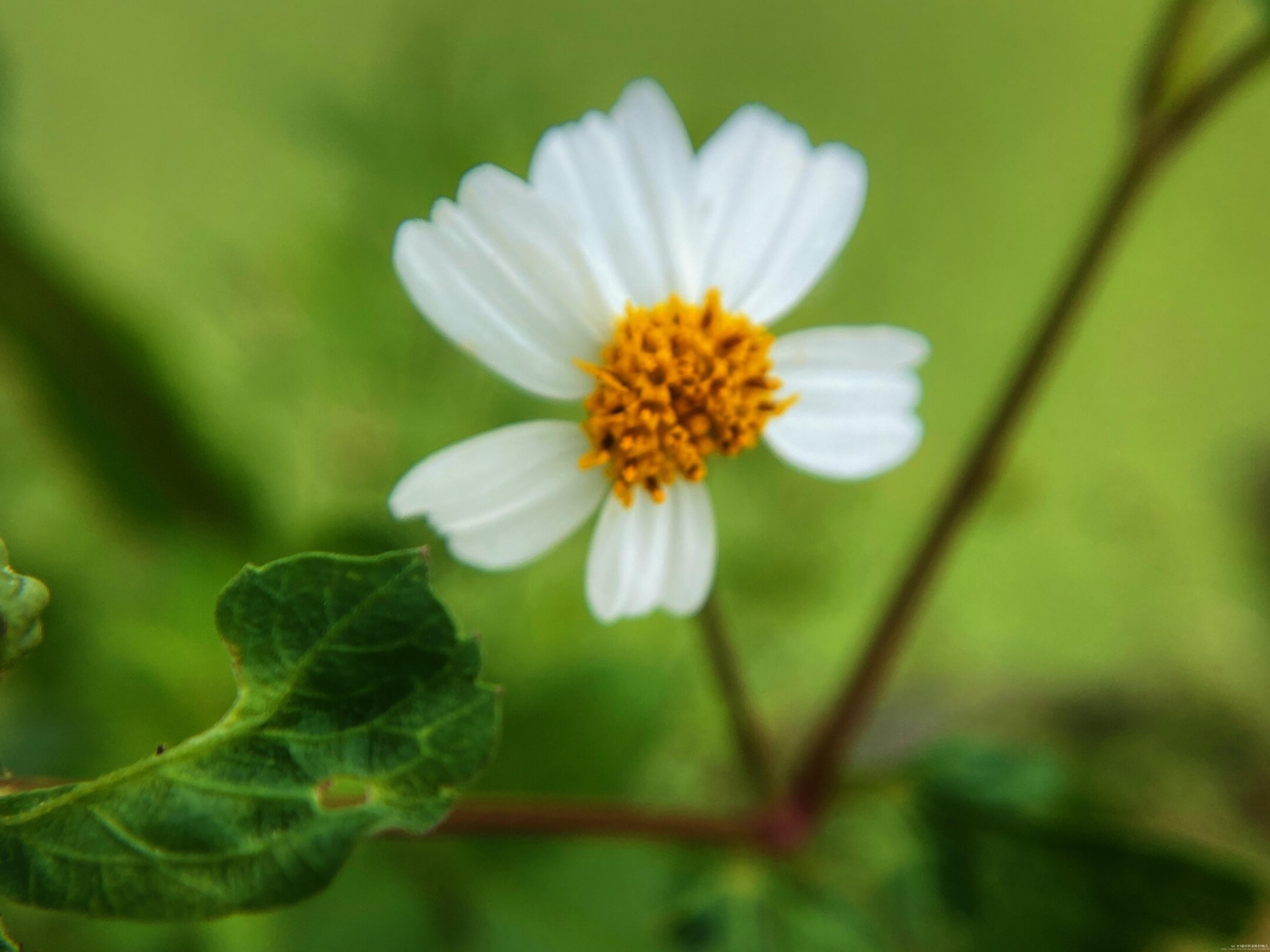 【首发】白花鬼针草