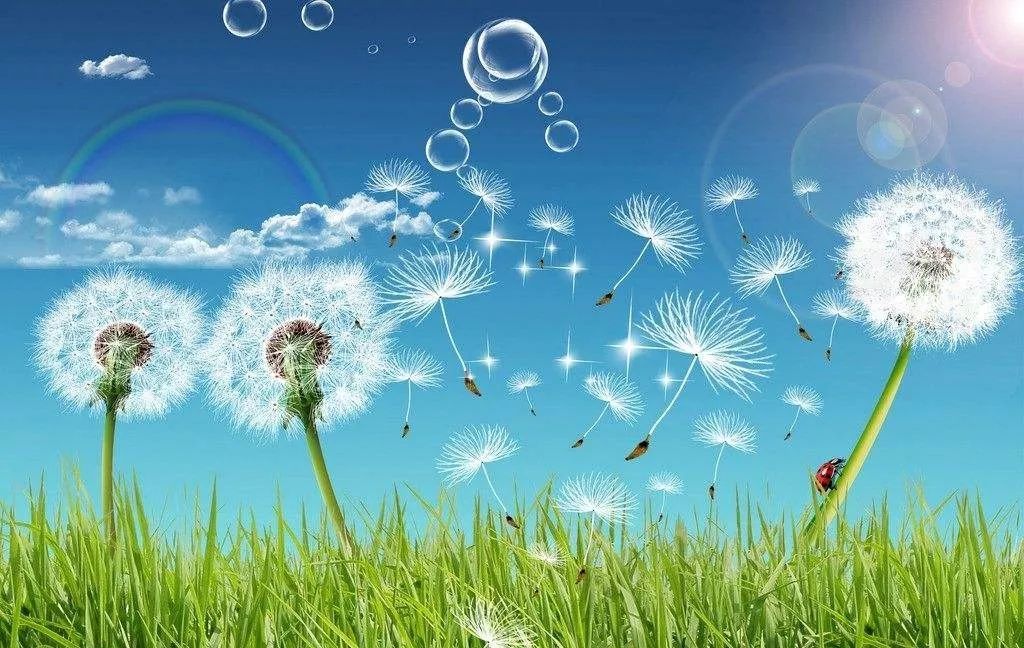 【原创首发】蒲公英的约定