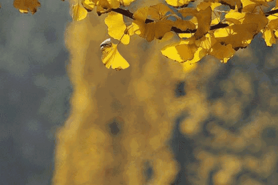 我想把秋天寄给你