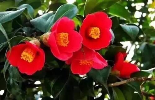 牡丹花扬州市:琼花南宁市:扶桑花桂林市:桂花福州市,茉莉花贵阳市
