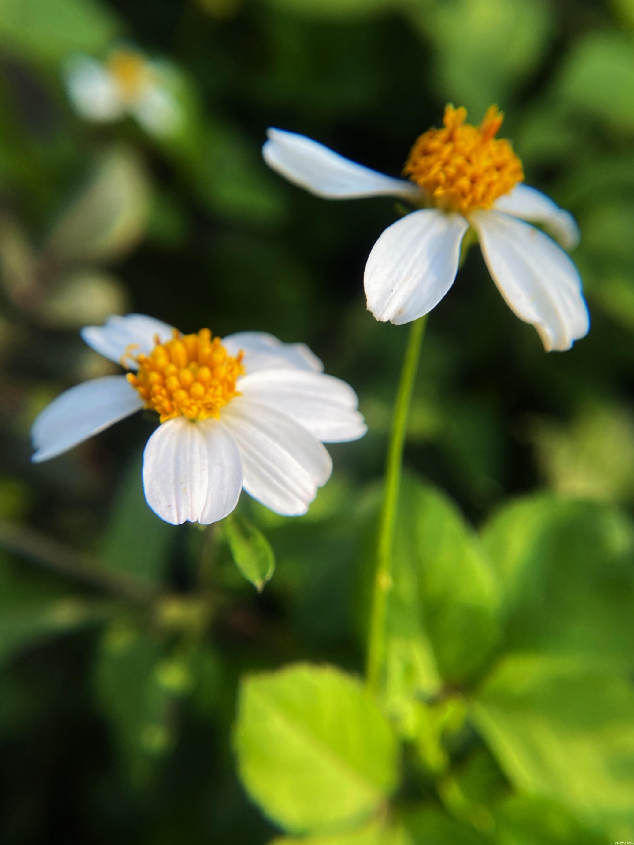 【首发】白花鬼针草