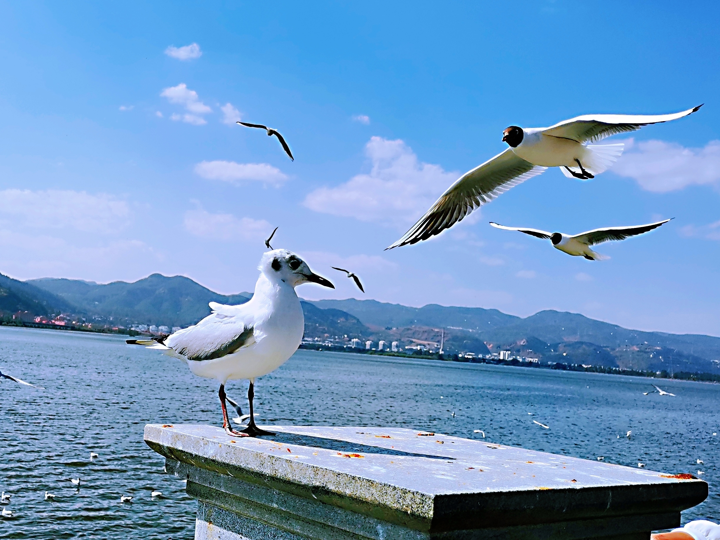 云南滇池岸边赏海鸥首发