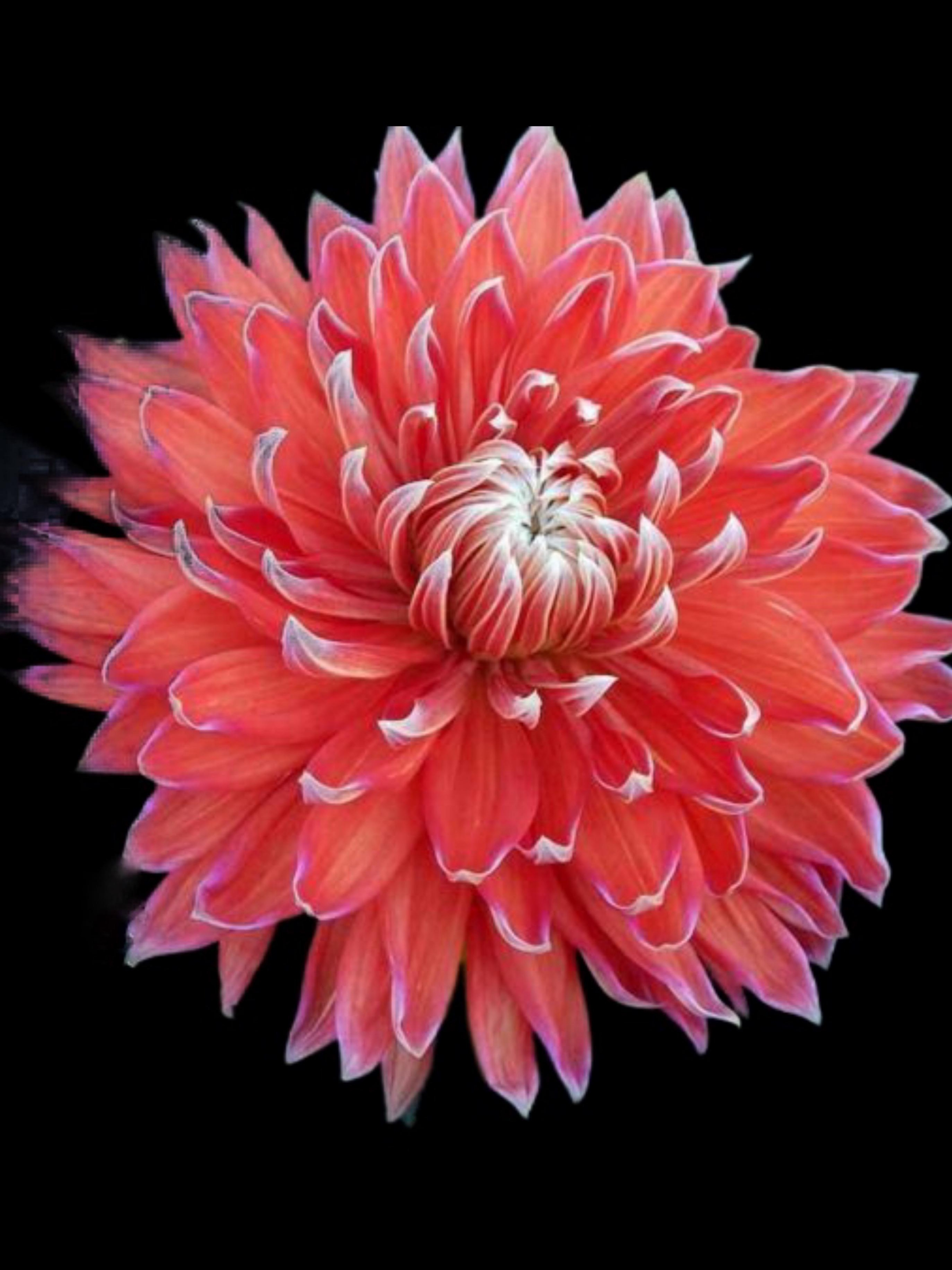 大丽花