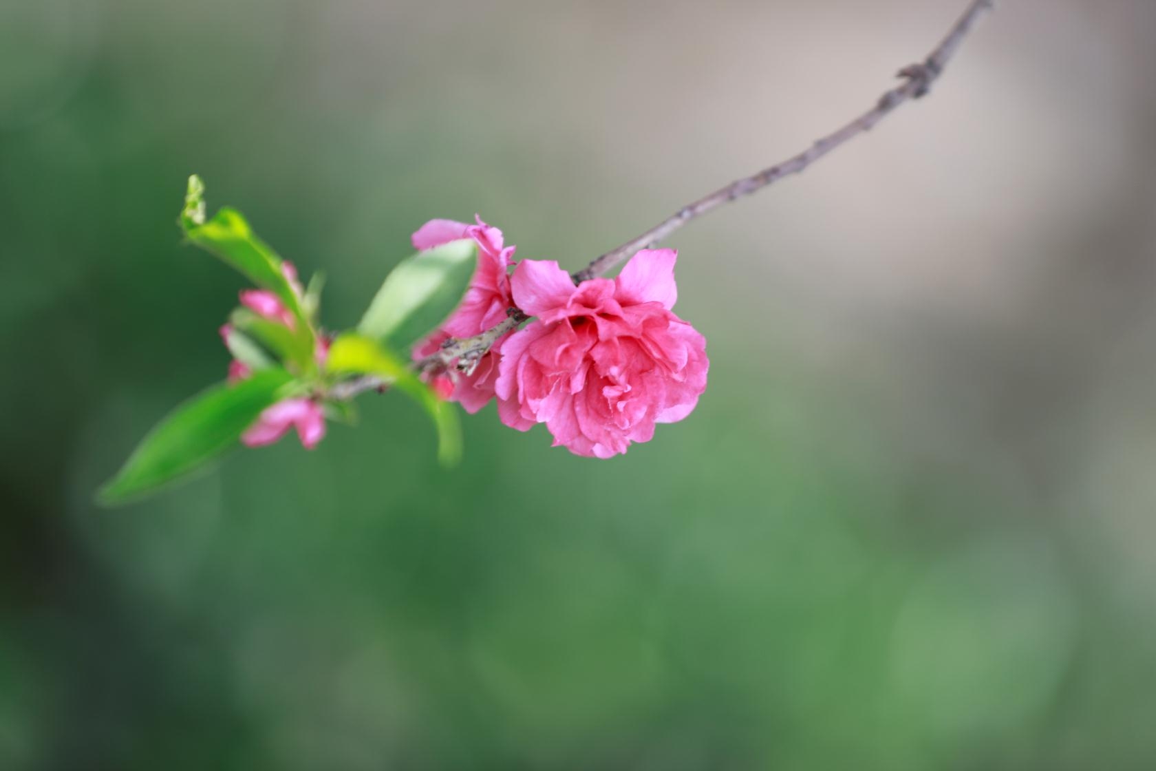 三月春风笑桃花