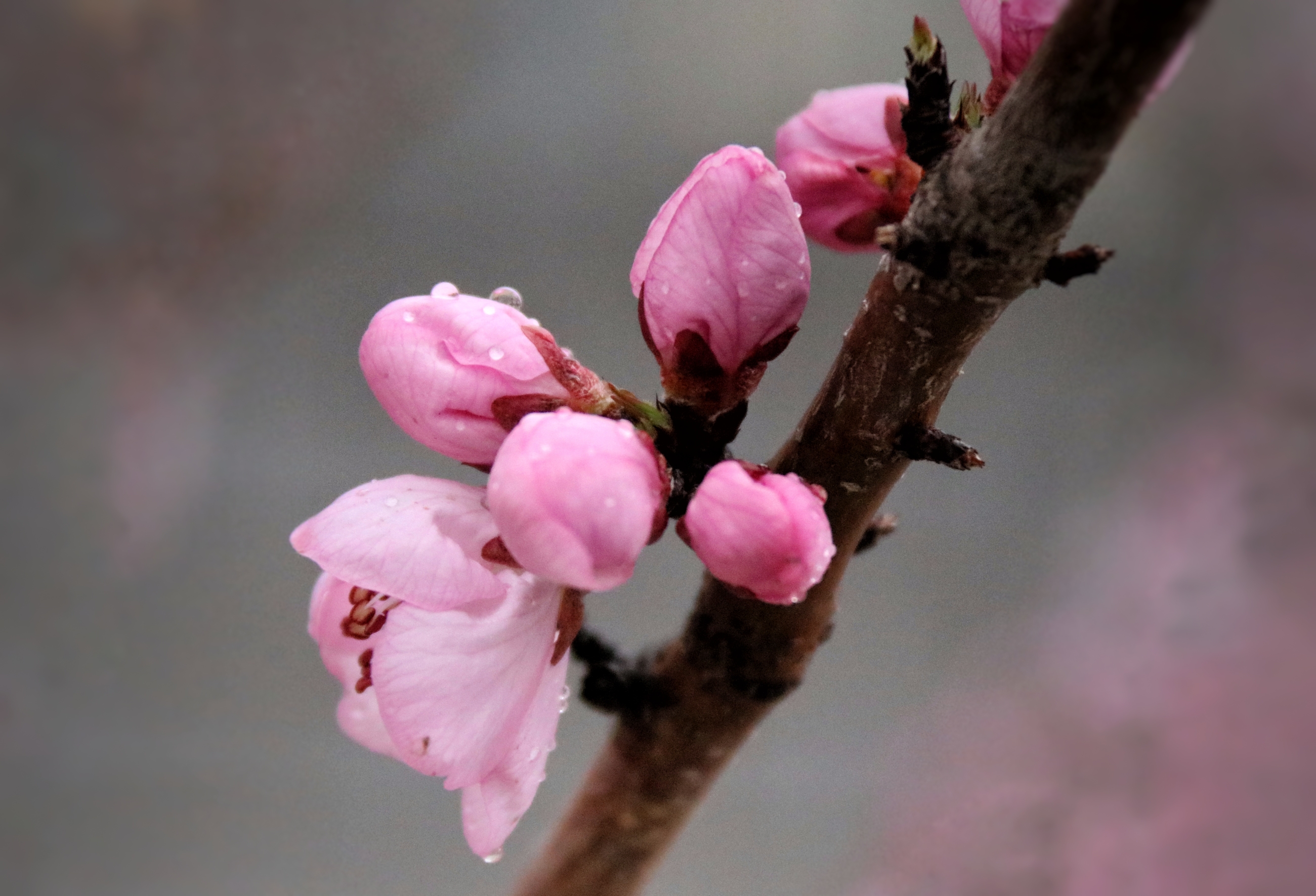 山桃花