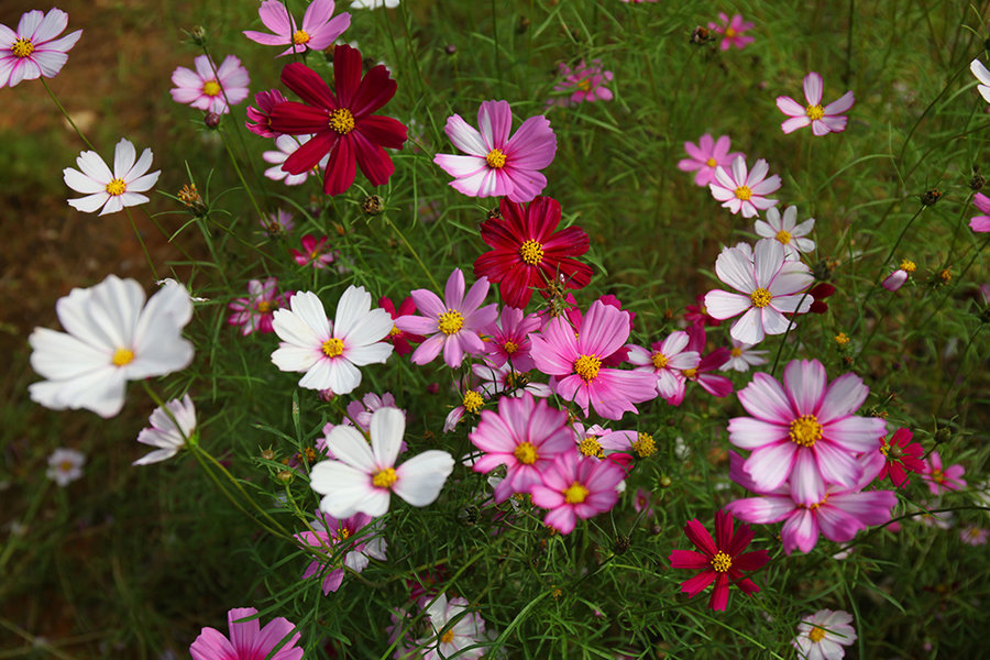 格桑花