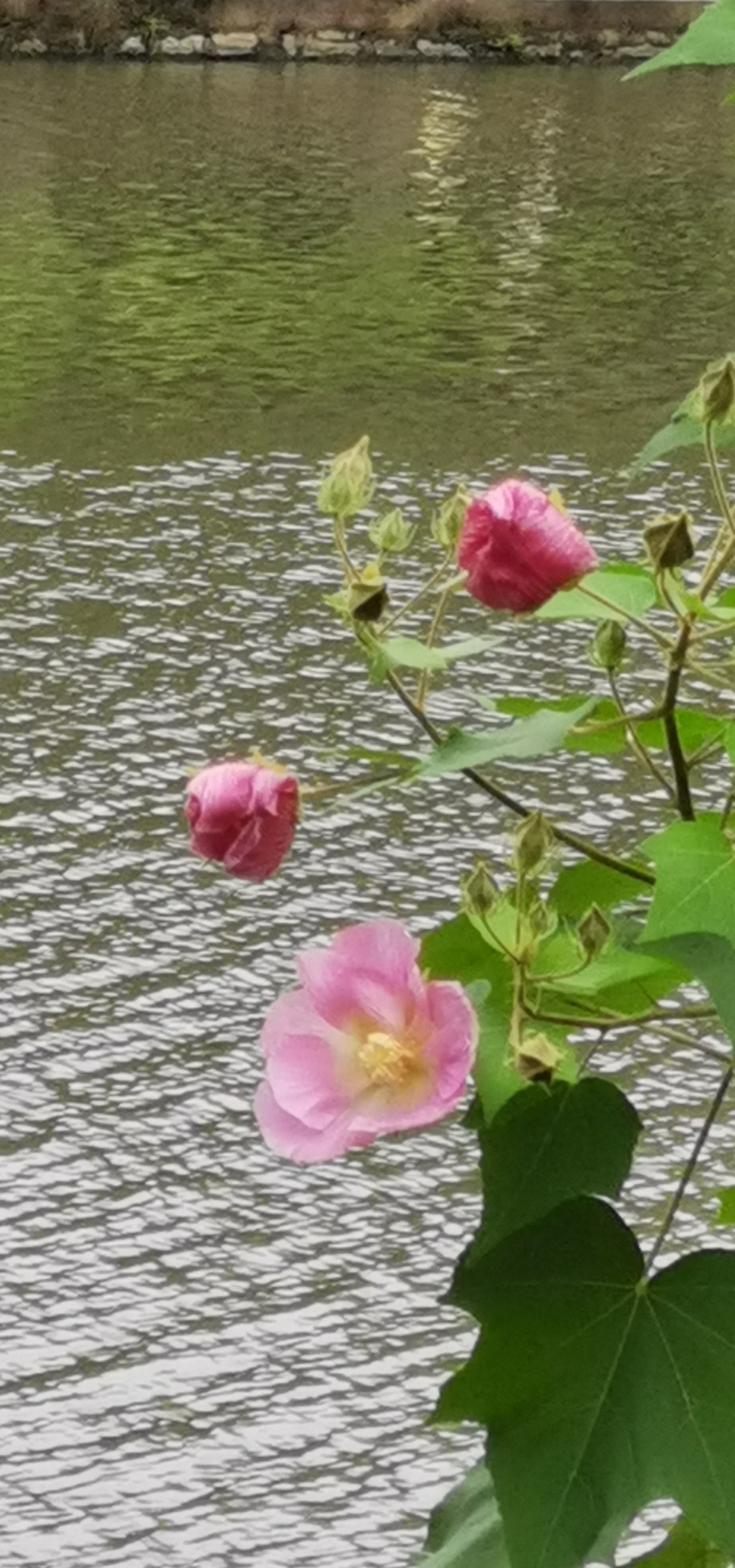 芙蓉花,向人能白亦能红