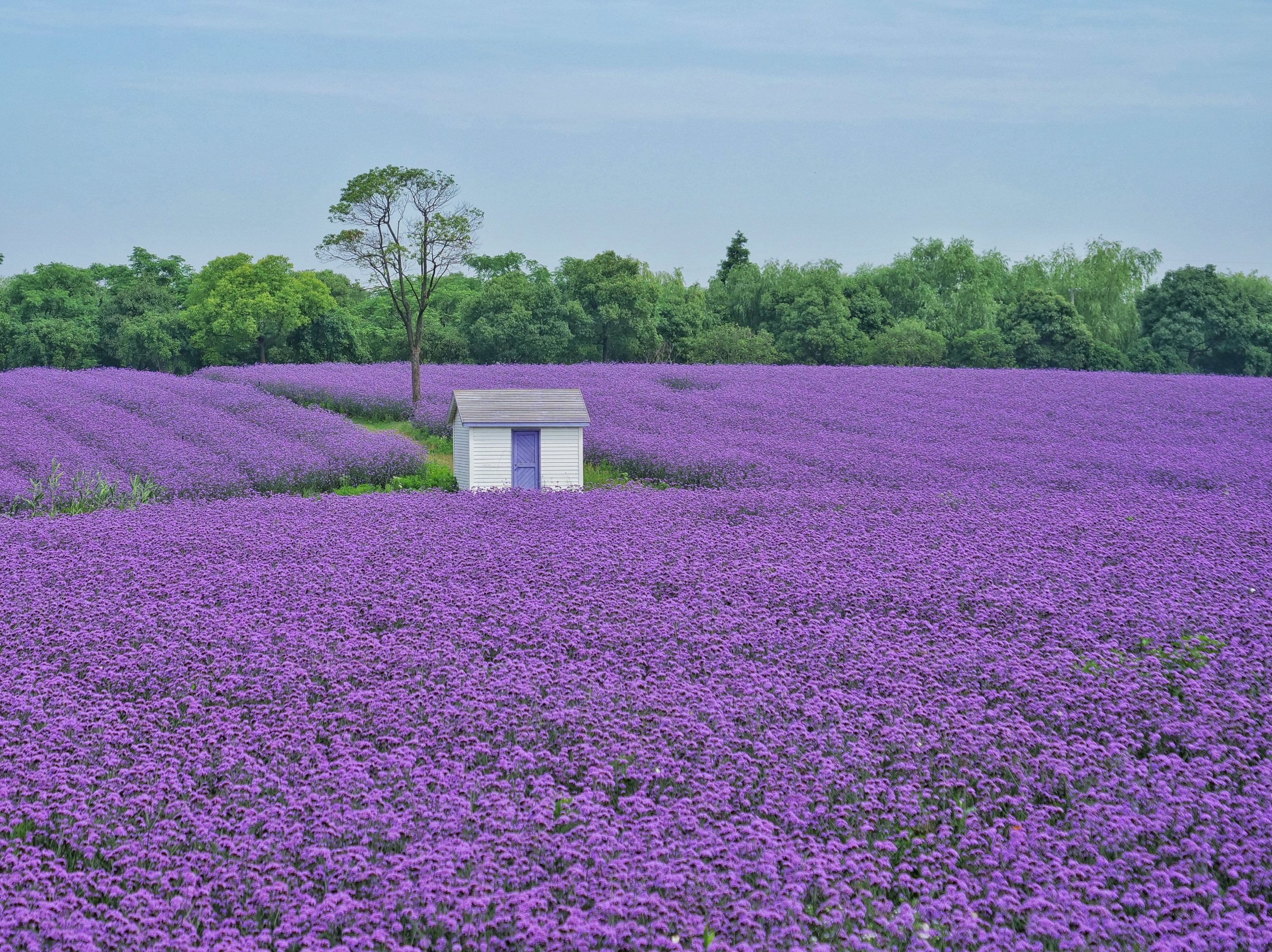 2021上海寻梦源首届薰衣草文化节