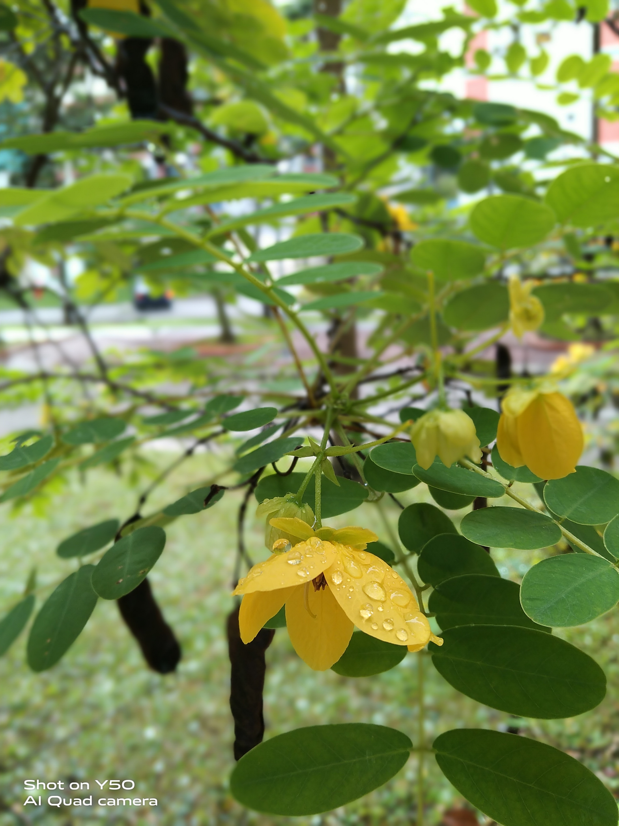 邻家小花黄槐决明首发