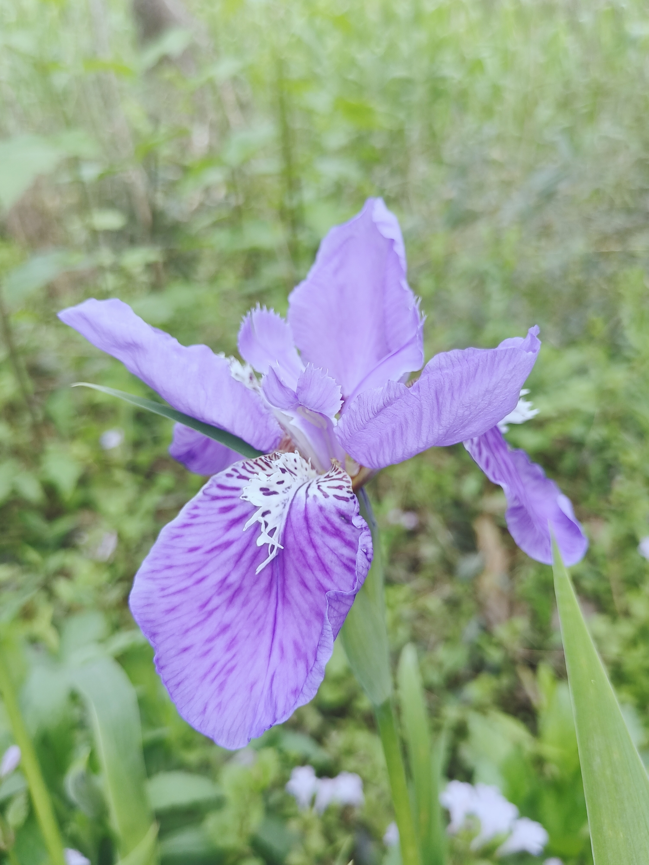 首发鸢尾花