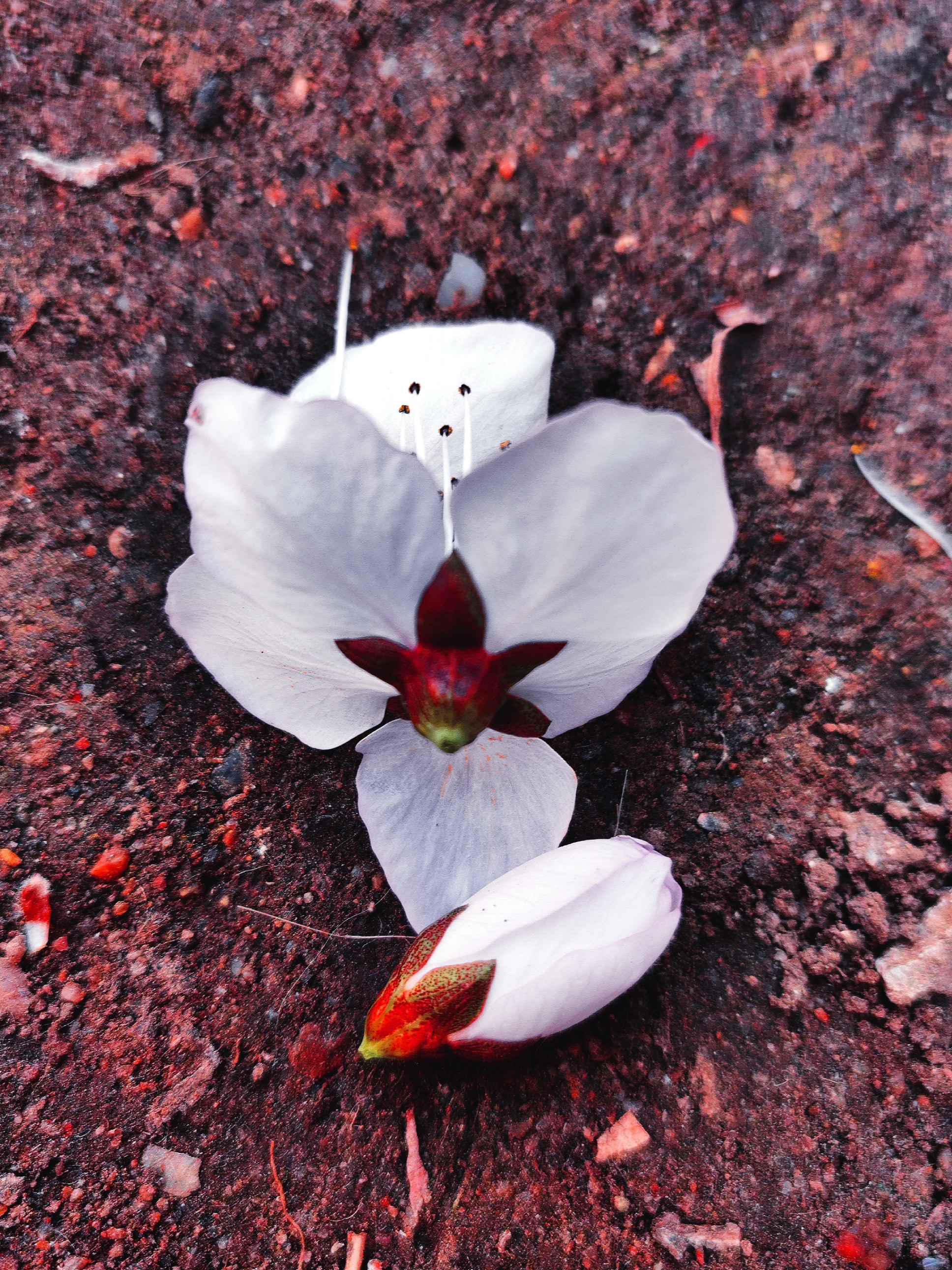 花开花又落