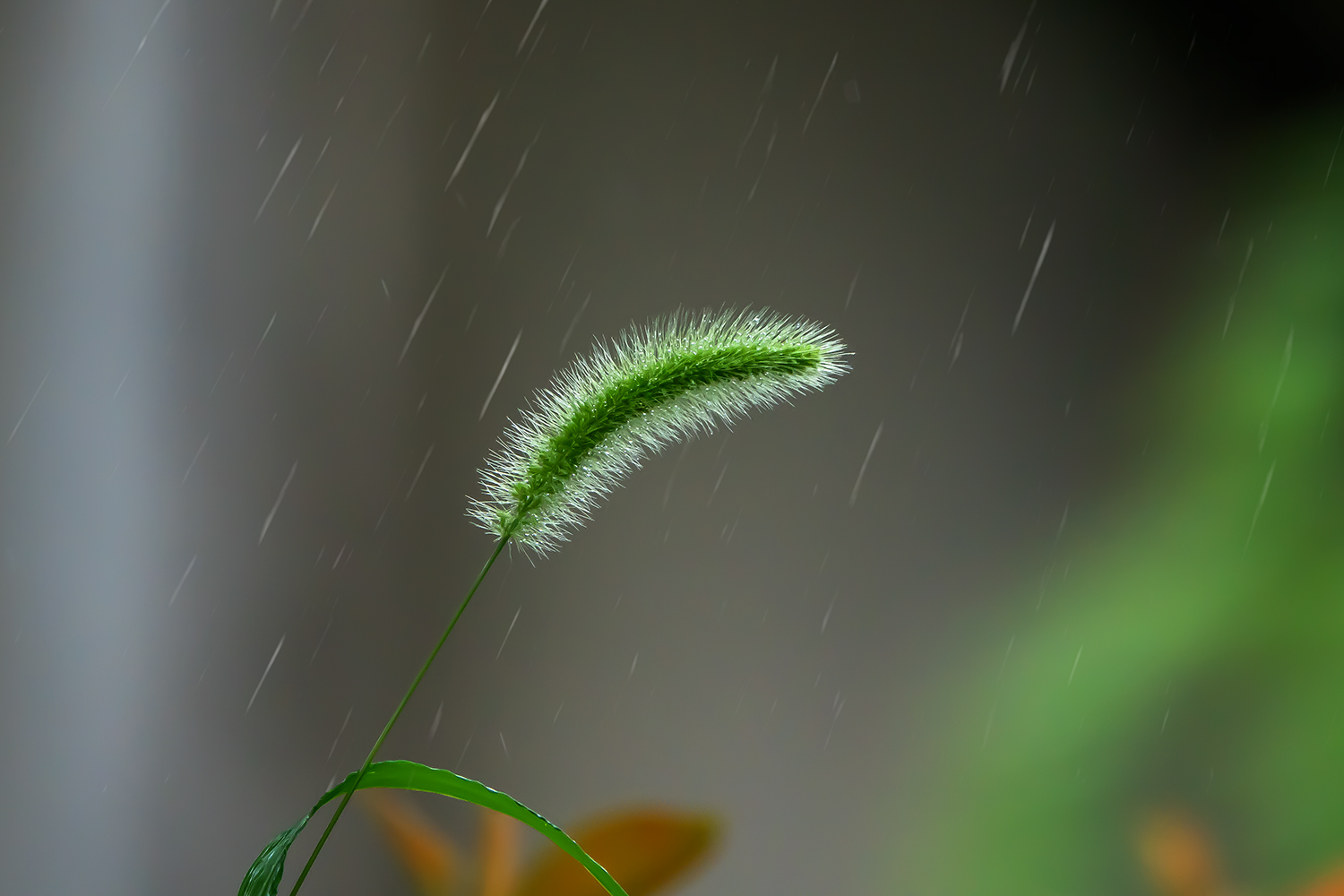 雨中的狗尾巴草