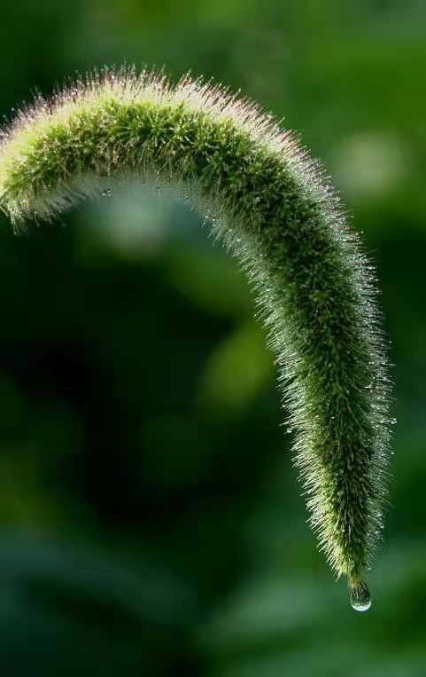 〔现代诗〕狗尾巴草穗 作者 辛戈（山东）【冰心文化传媒】（图5）