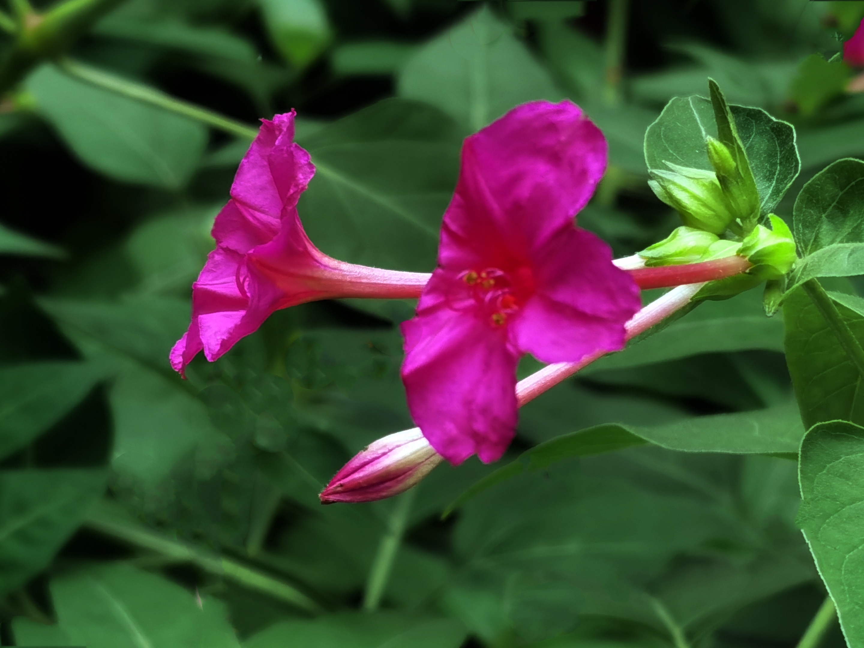 紫茉莉花【首发】