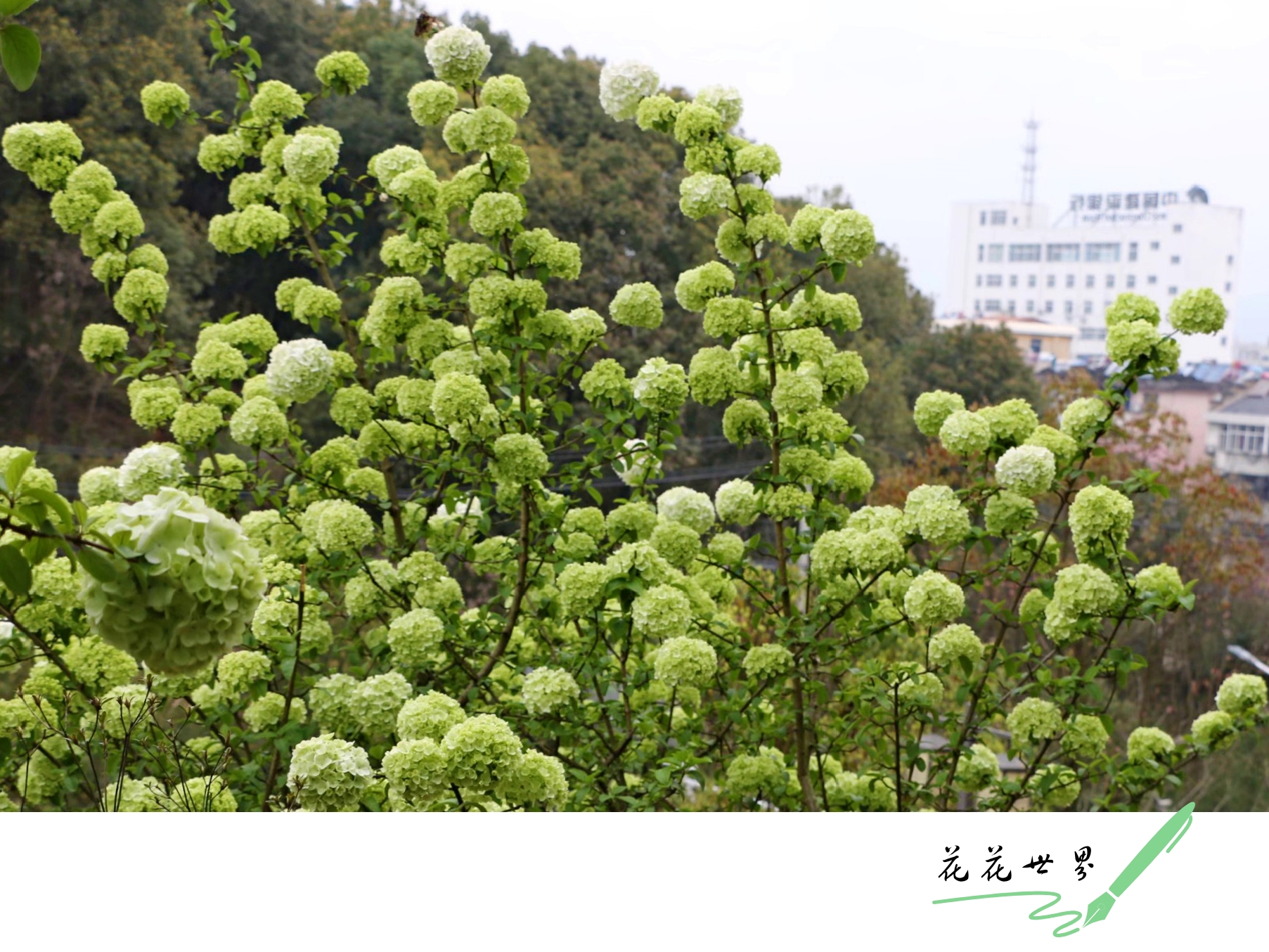 中华木绣球的花色是纯白色的,开花时花球呈圆形,花球比较大,由