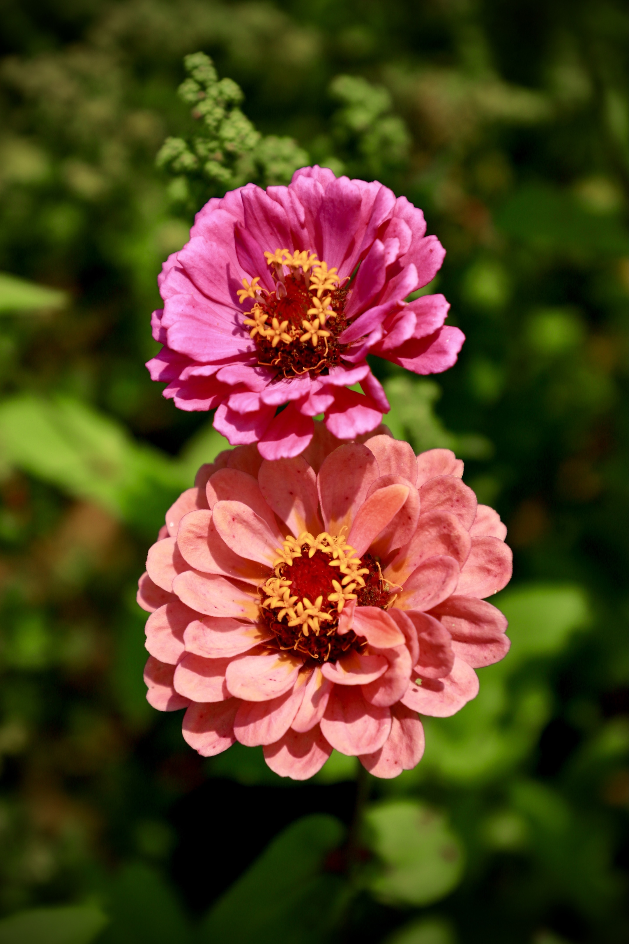 小花