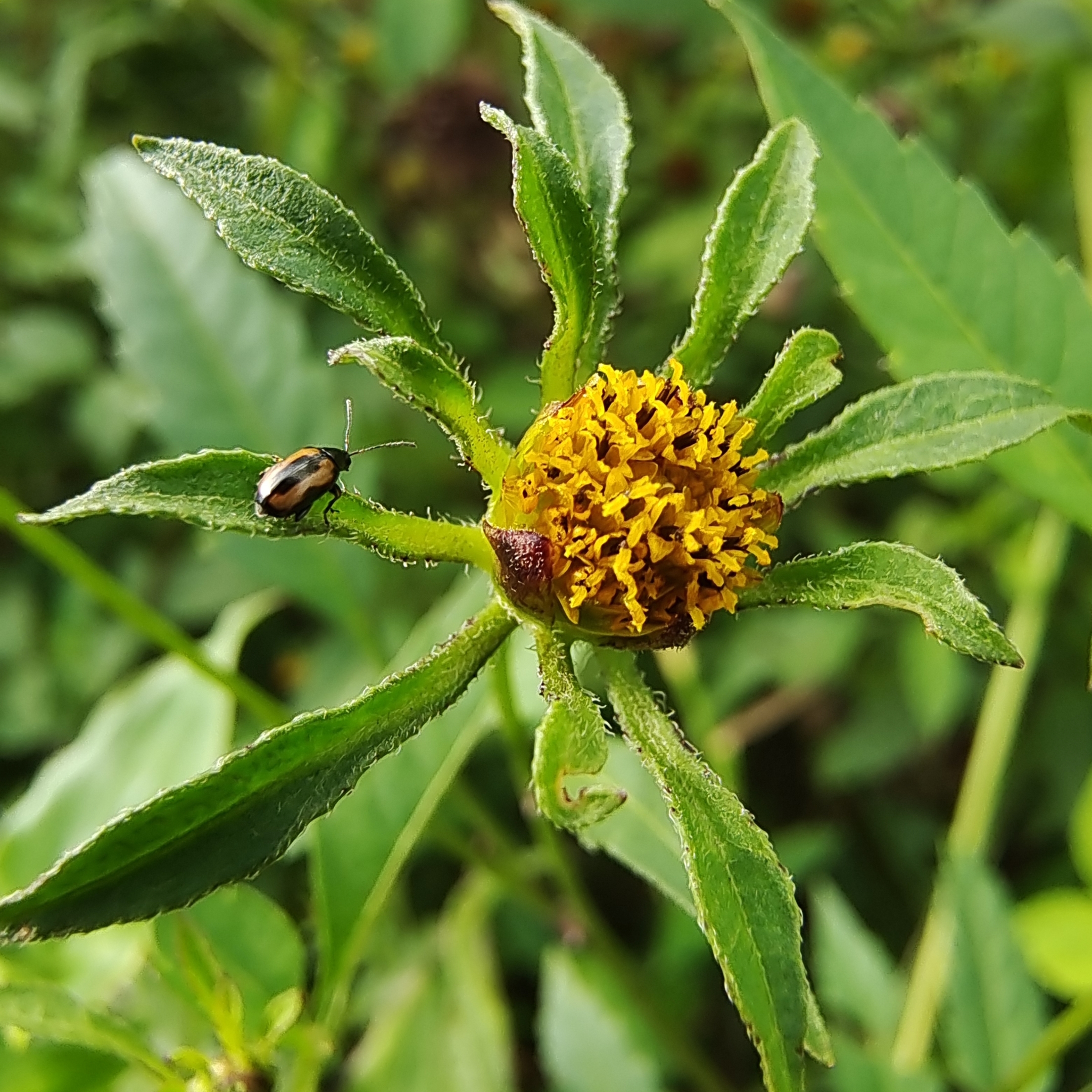 鬼针草