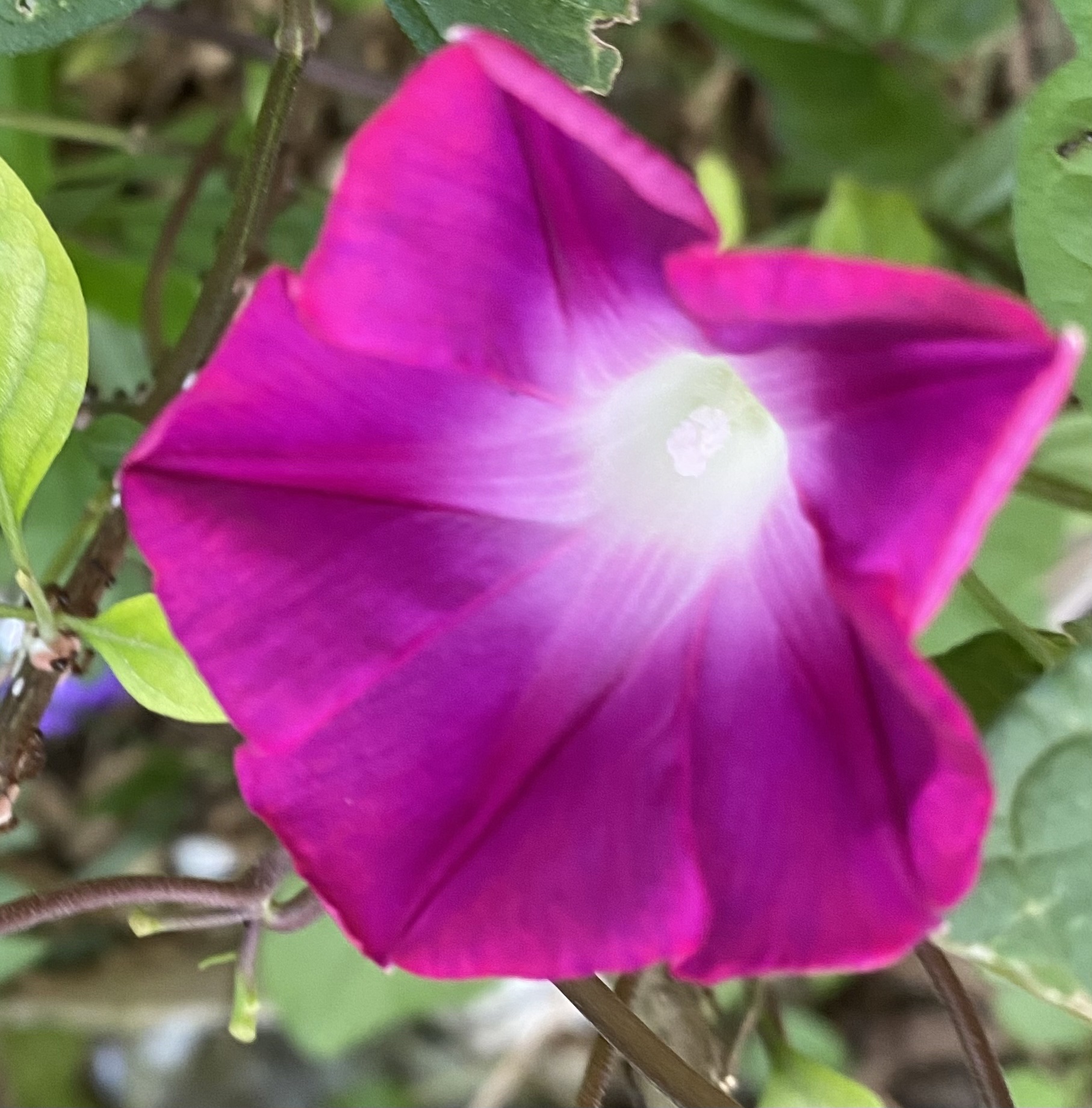 矮牵牛花有很多种颜色,白色花语是存在,紫色花语是断情.