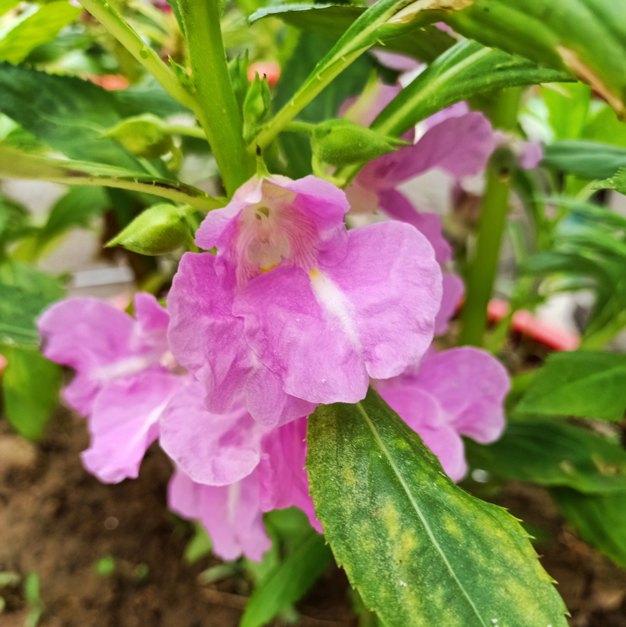 凤仙花,别名:凤仙透骨草,急性子,指甲花,桑蓓斯,金凤花等.