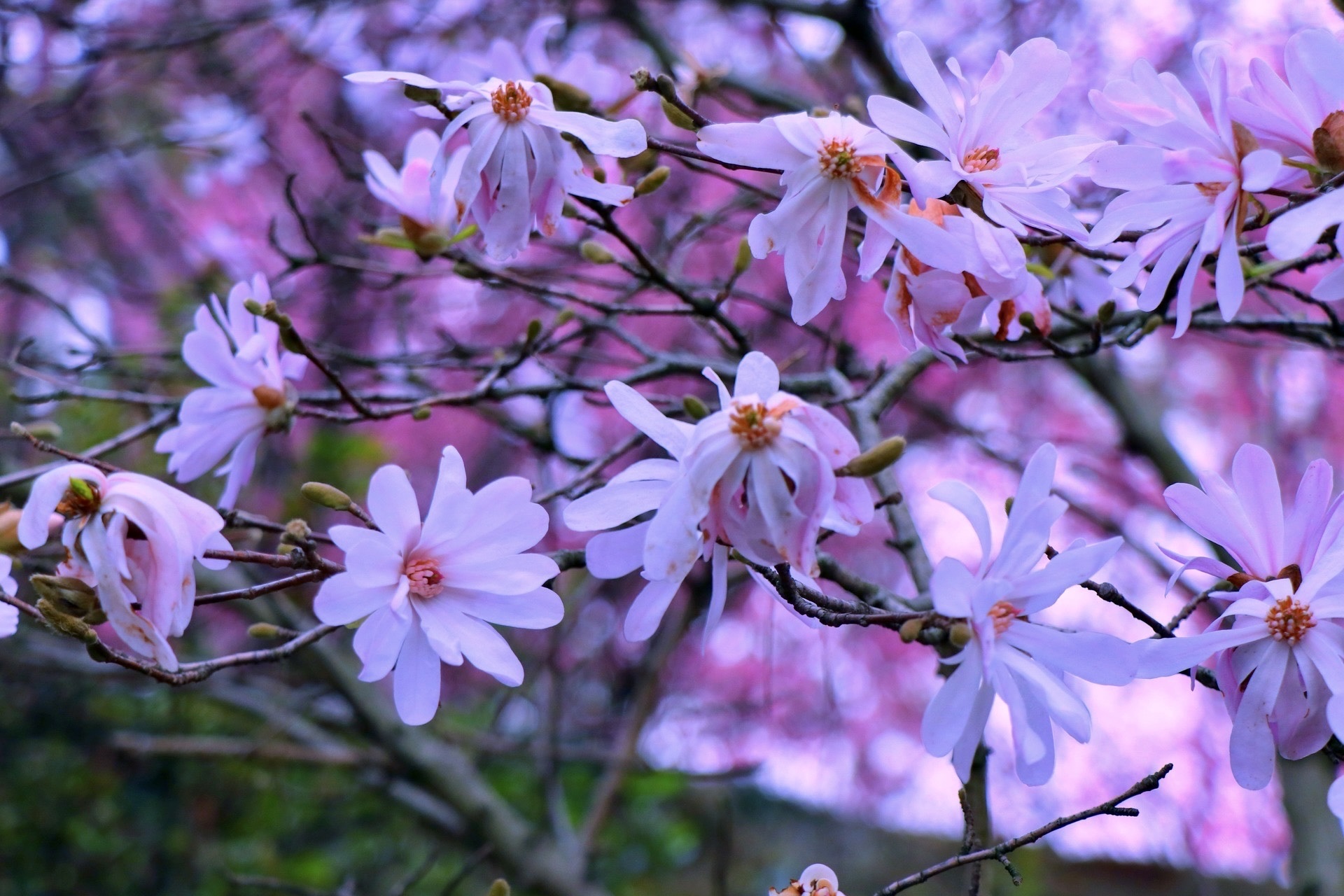 【首发】星花玉兰