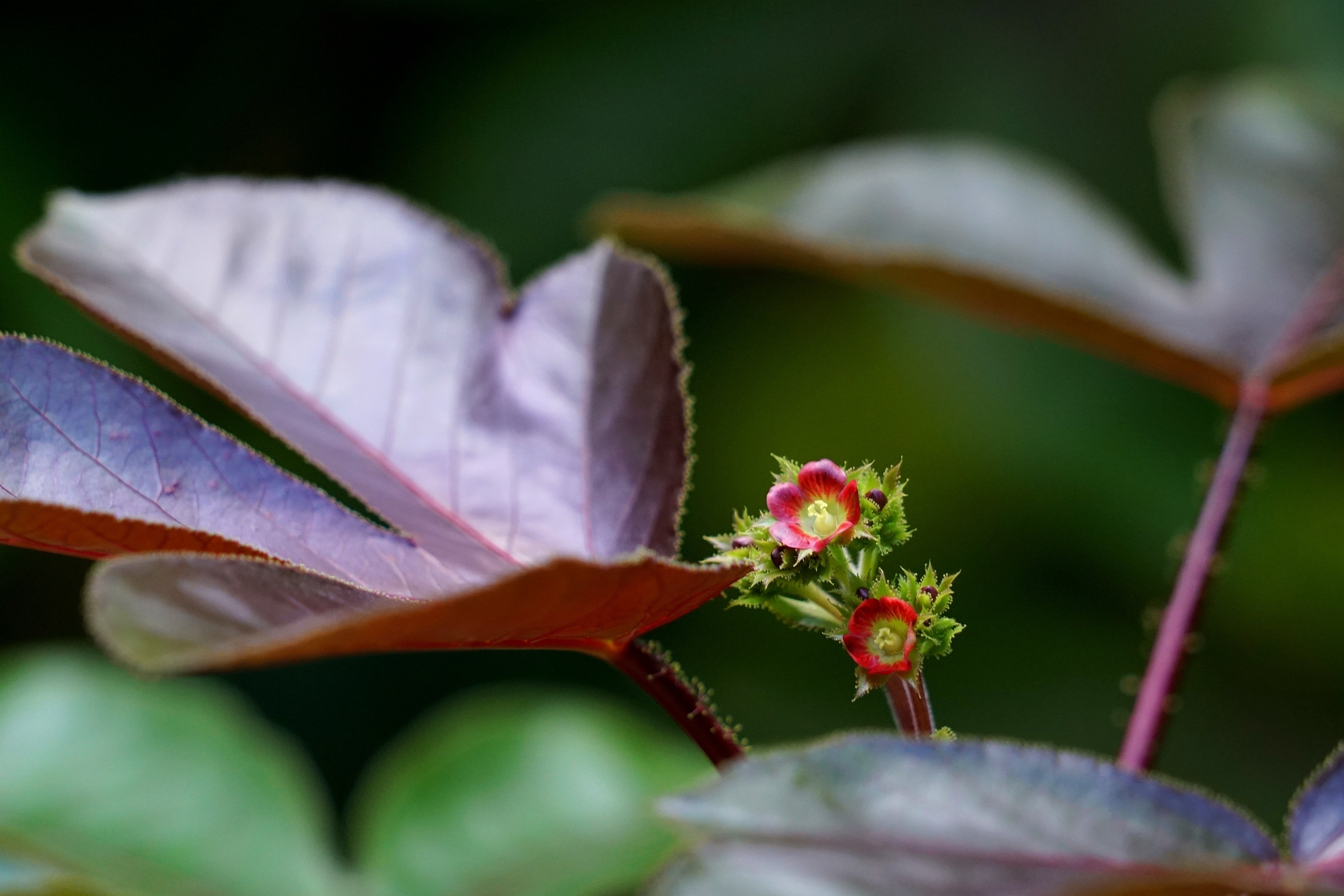 棉叶珊瑚花与果