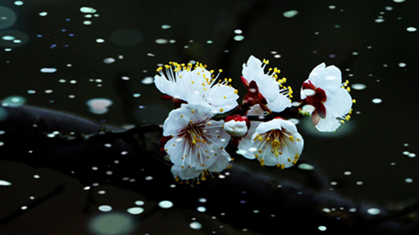 管乐朗诵临安春雨初霁陆游