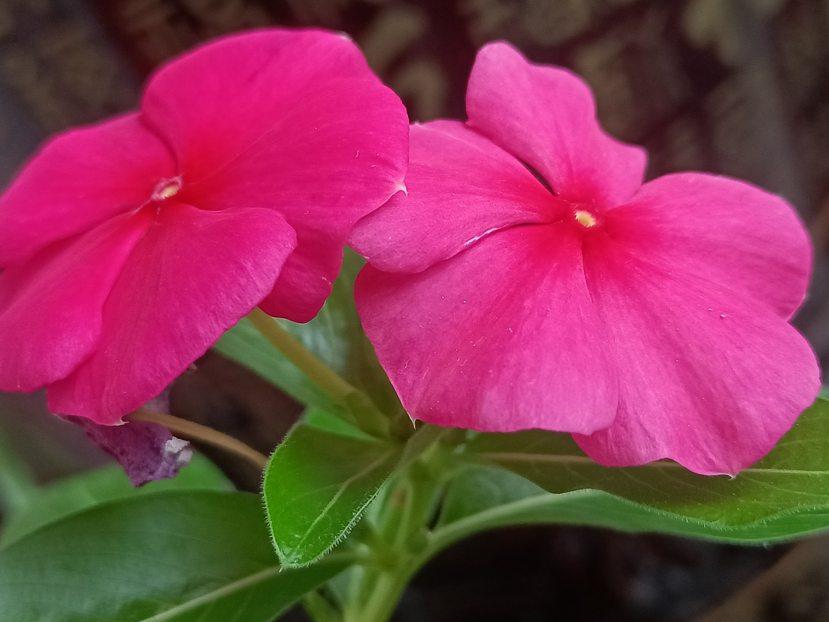 长春花