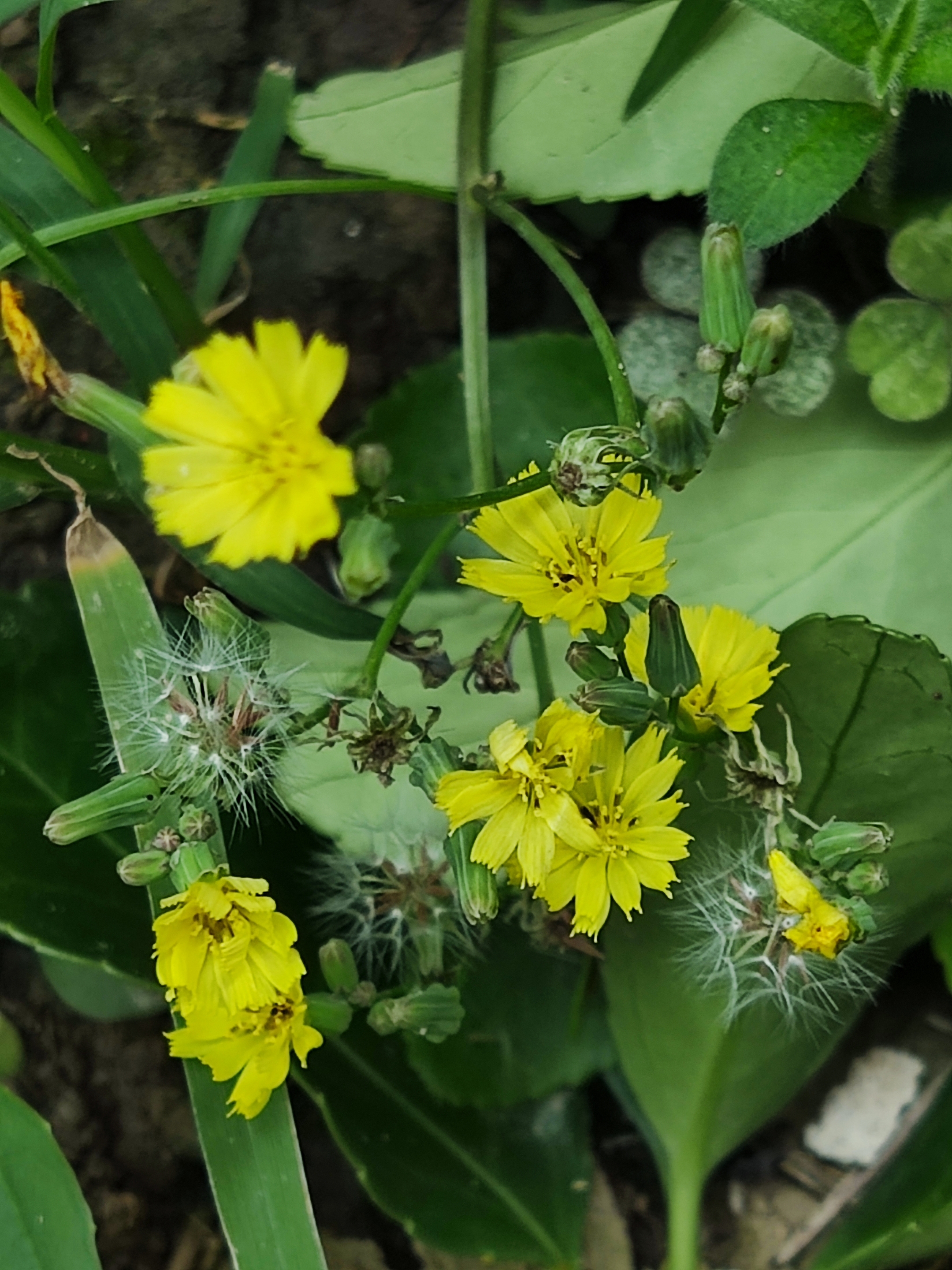 黄鹌菜花