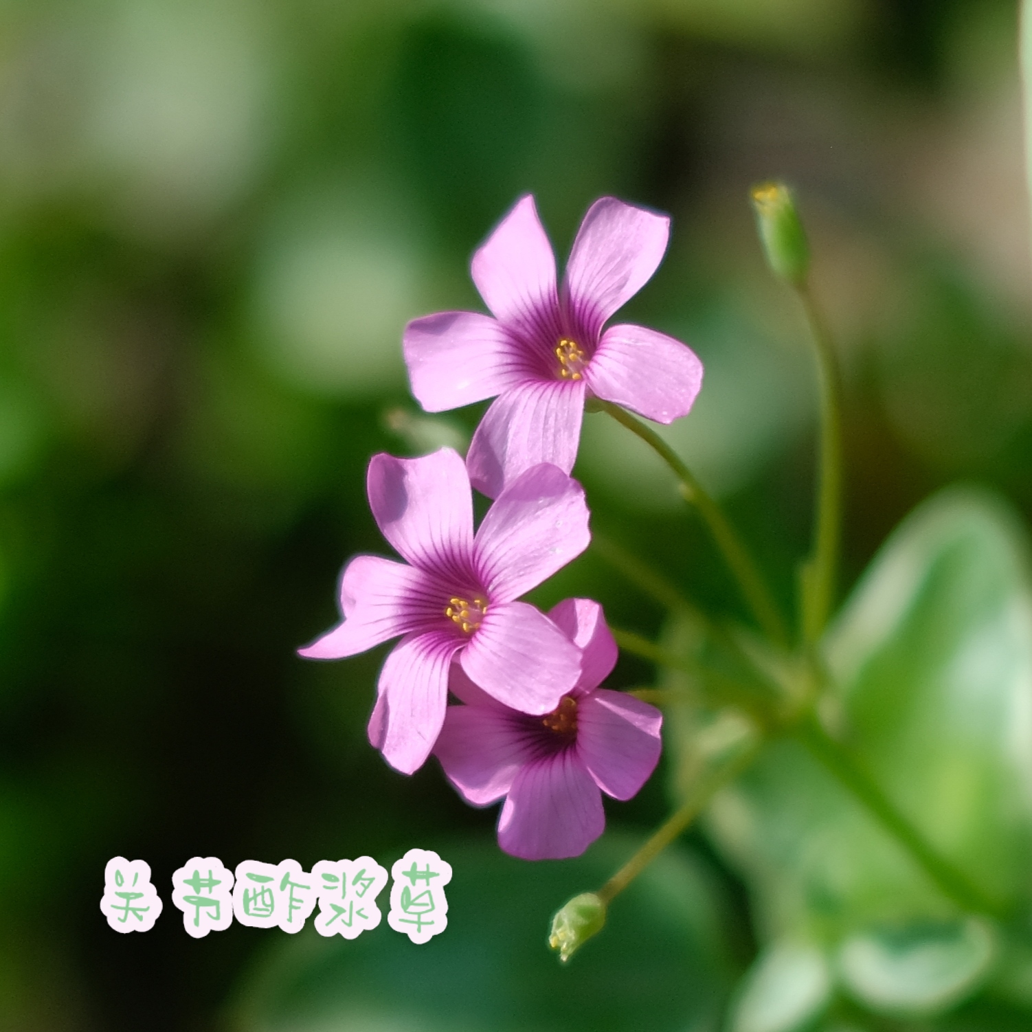 粉红*关节酢浆草