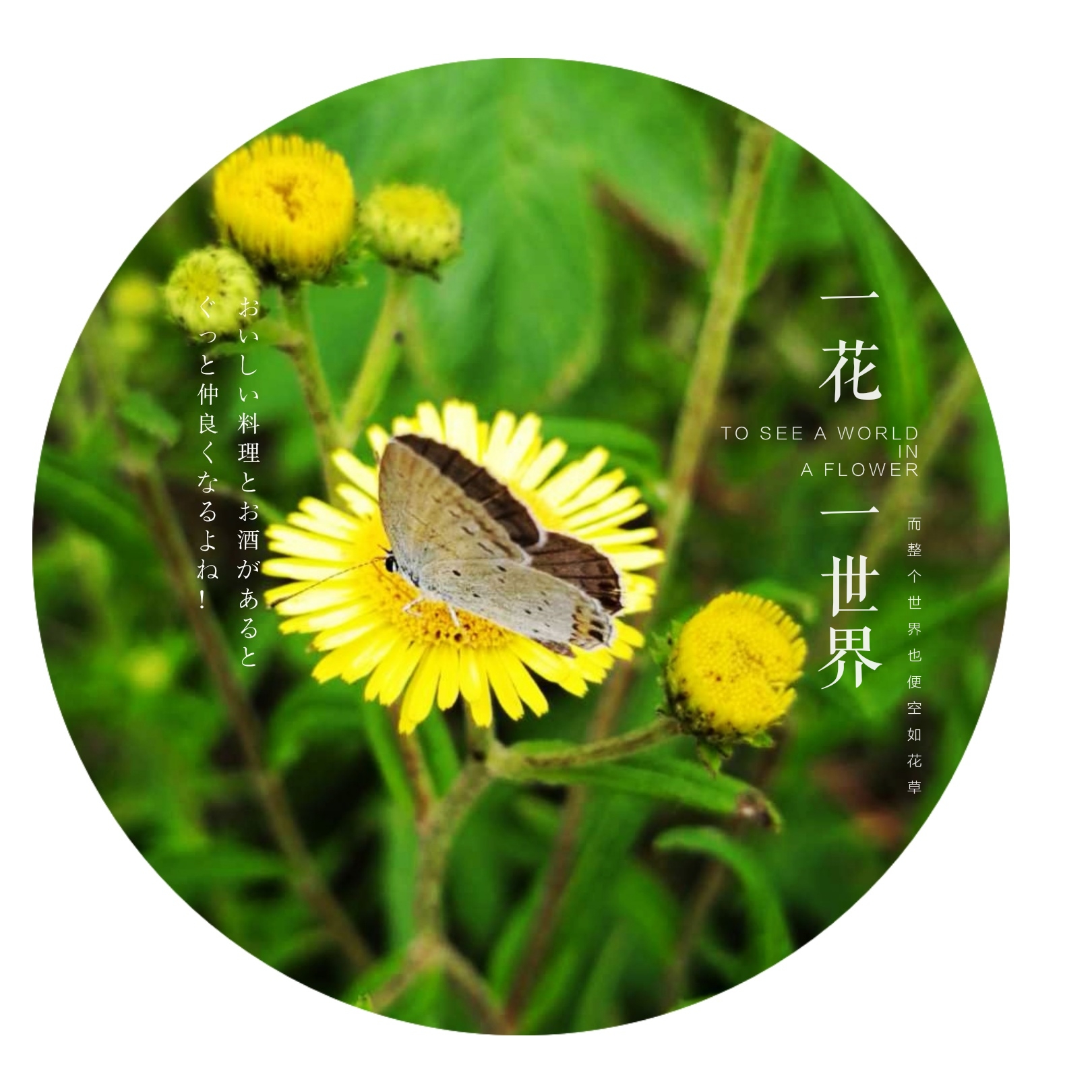 【一花一世界】