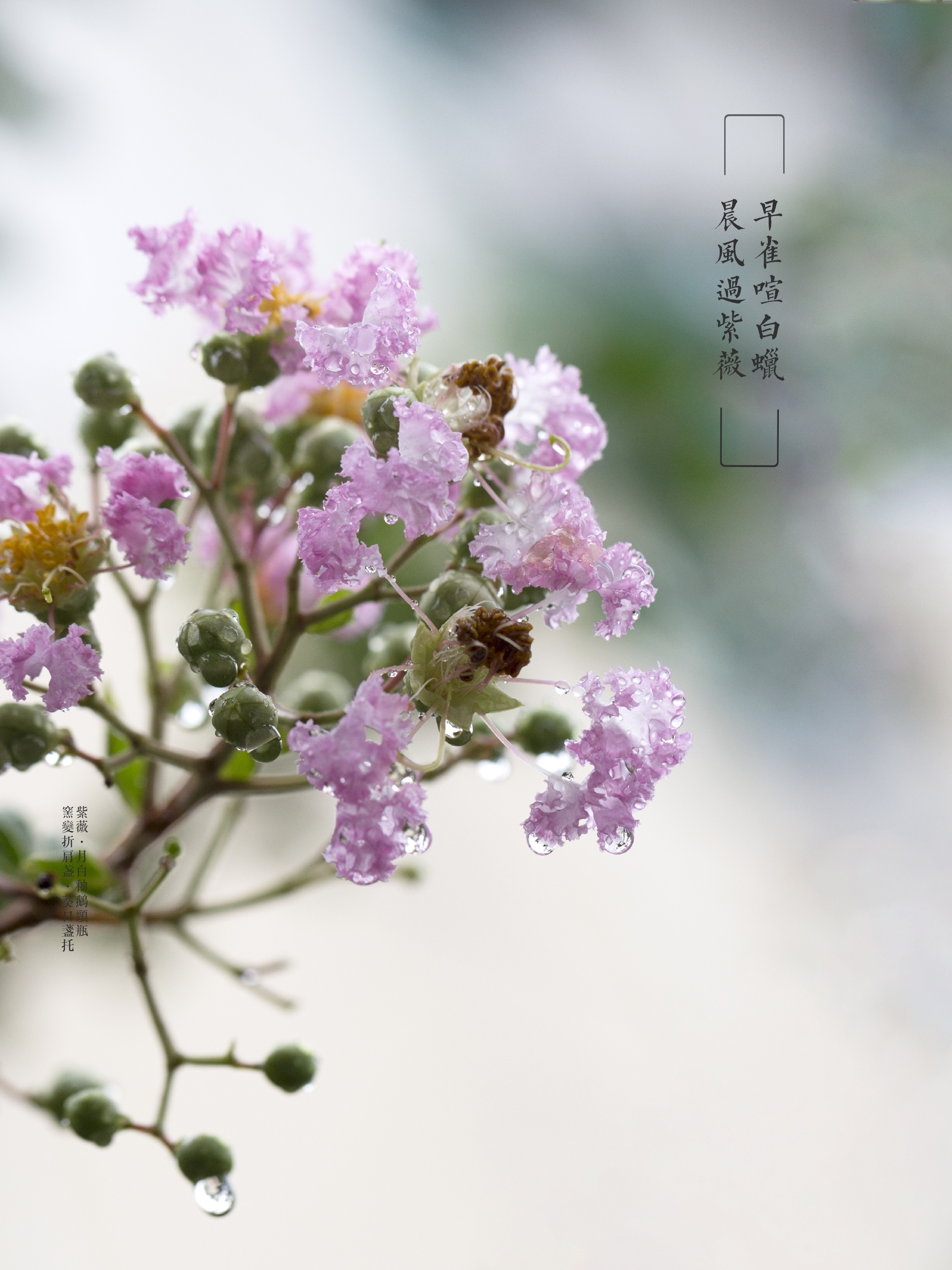 秋雨中,红花绿叶依开始凋零,从夏天到秋天,越来越喜欢紫薇花了,当万花