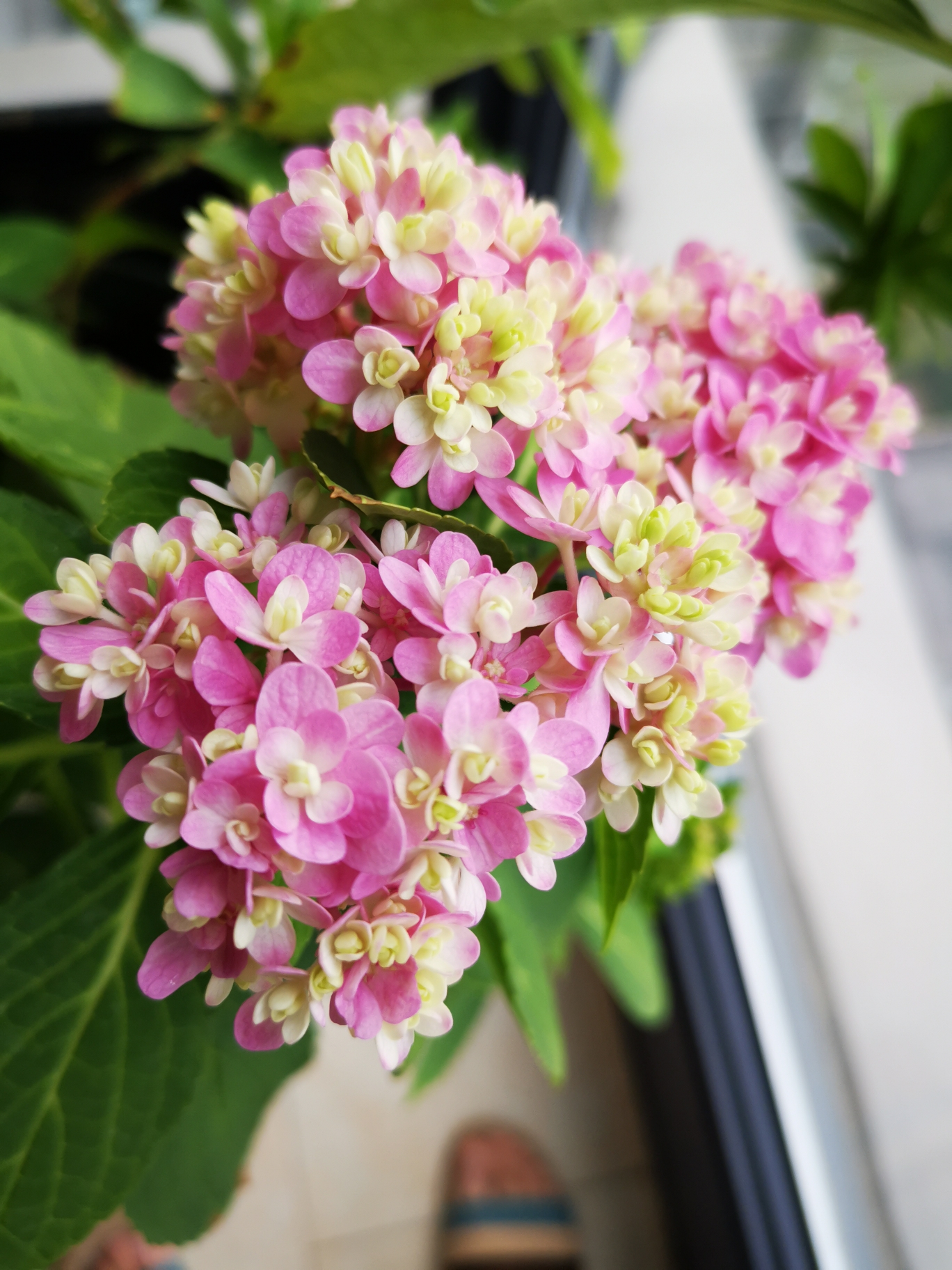 绣球花