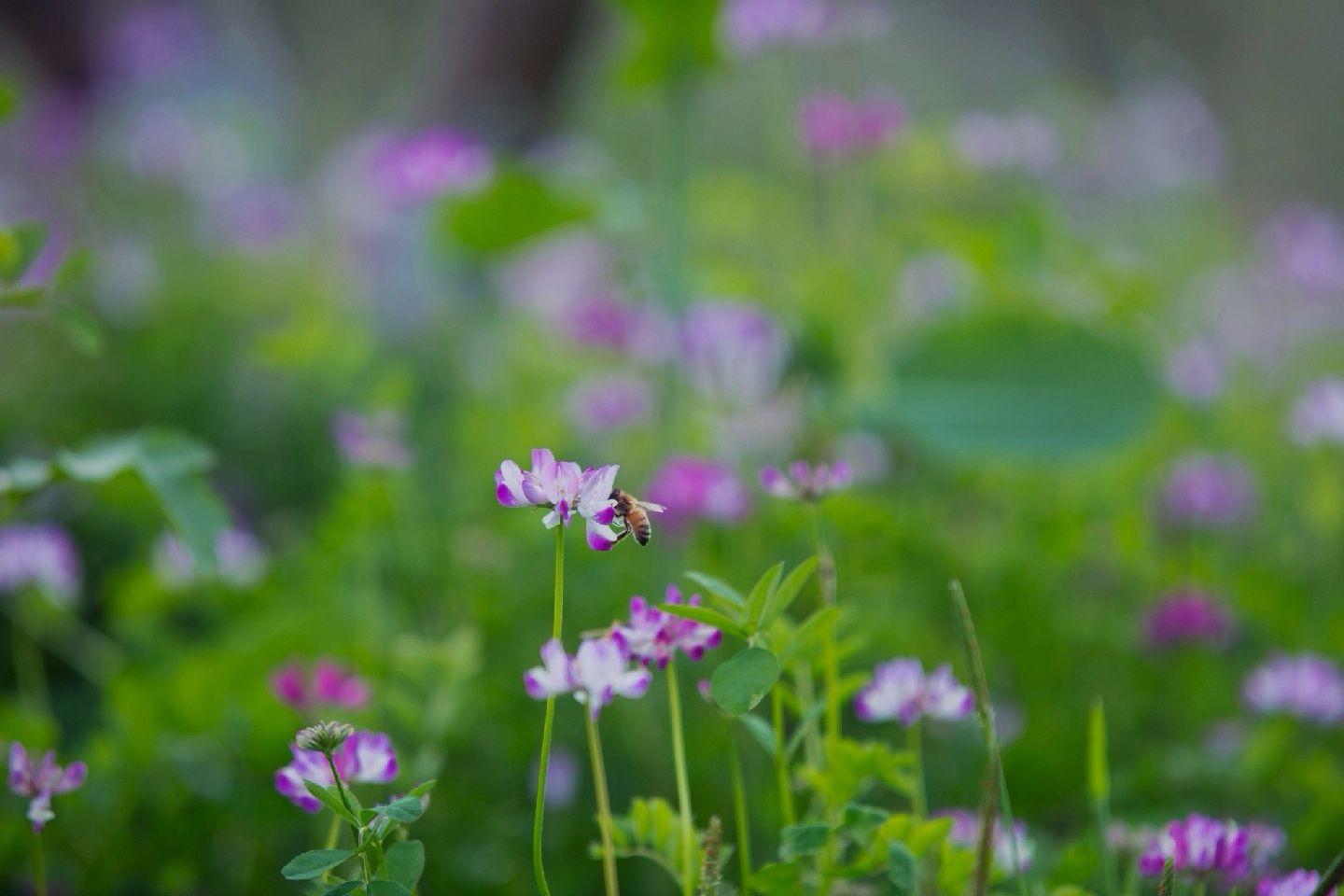 野草闲花逢春生