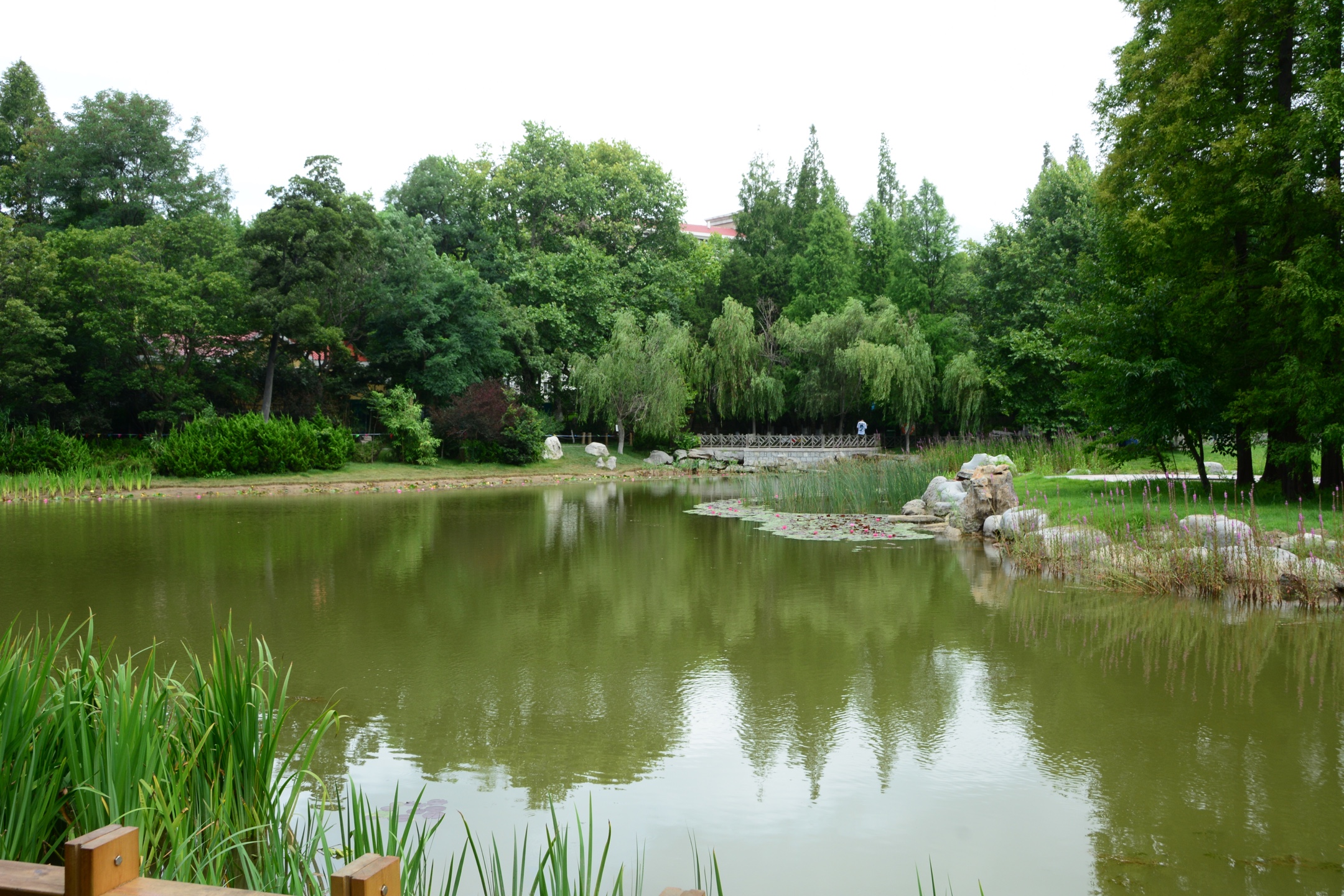 《夏日风景别样好》 青岛中山公园小西湖荷花
