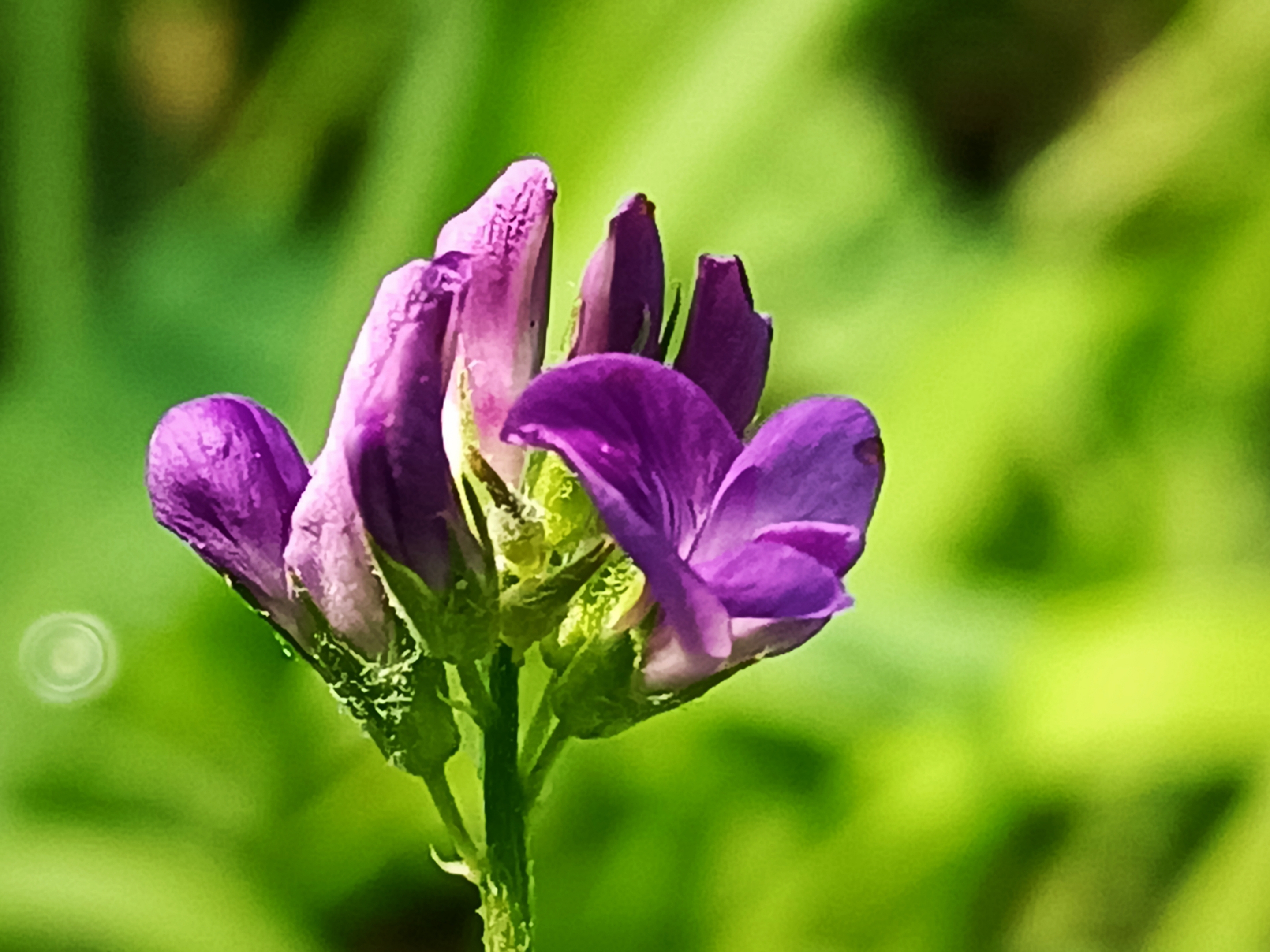 紫花苜蓿【首发】