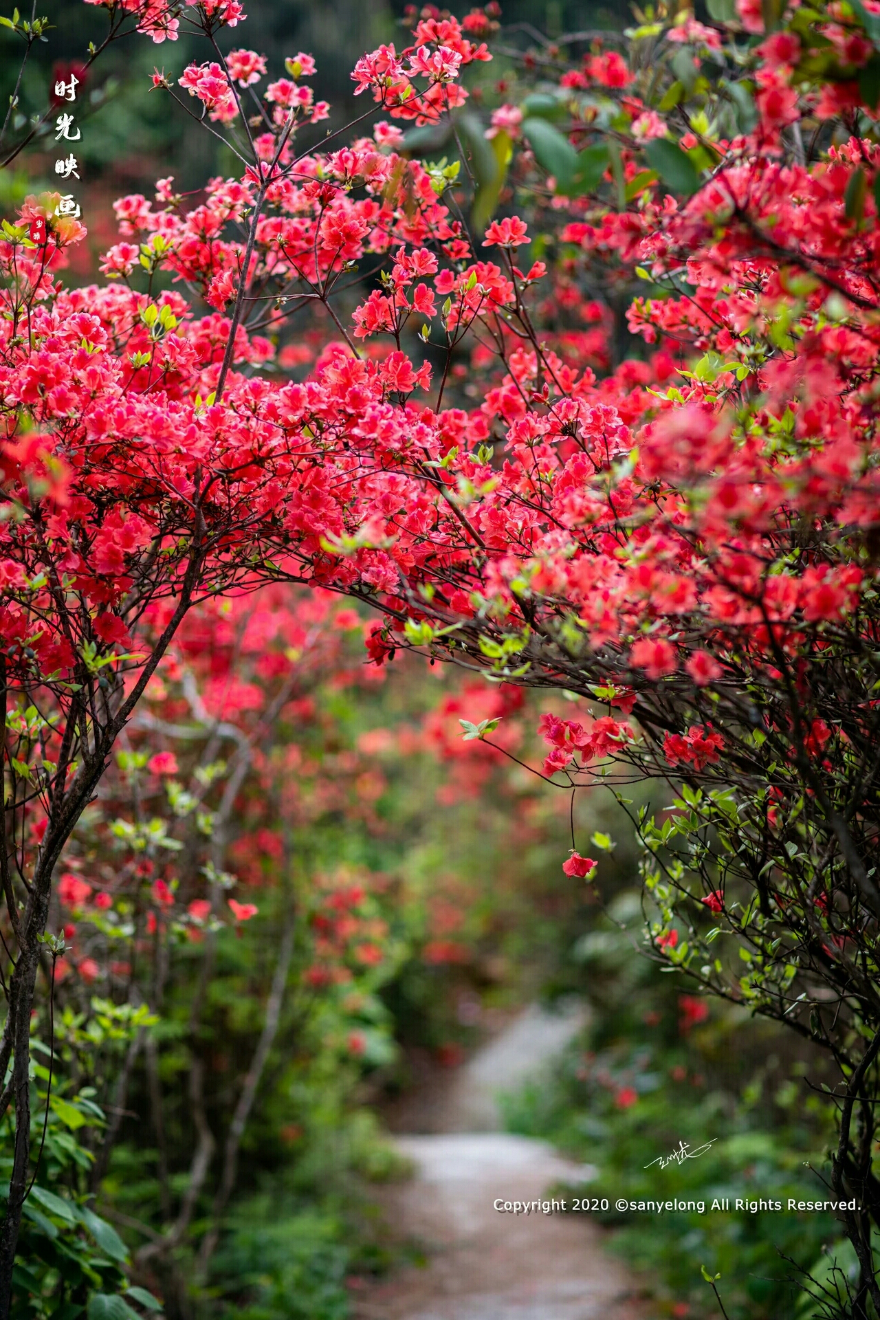 日日锦江呈锦样,清溪倒照映山红.何须名苑看春风,一路山花不负侬.