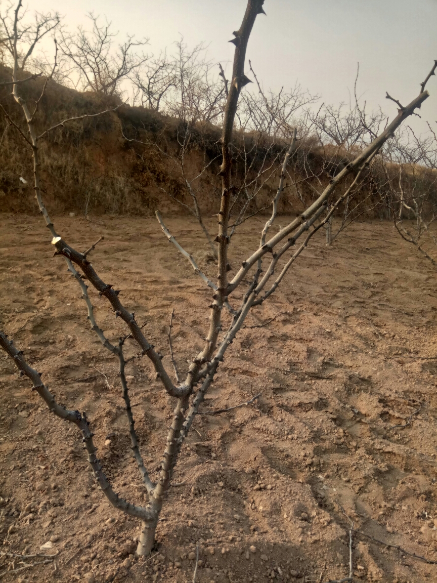 花椒修剪管理杂谈作者同胜柱13636782949