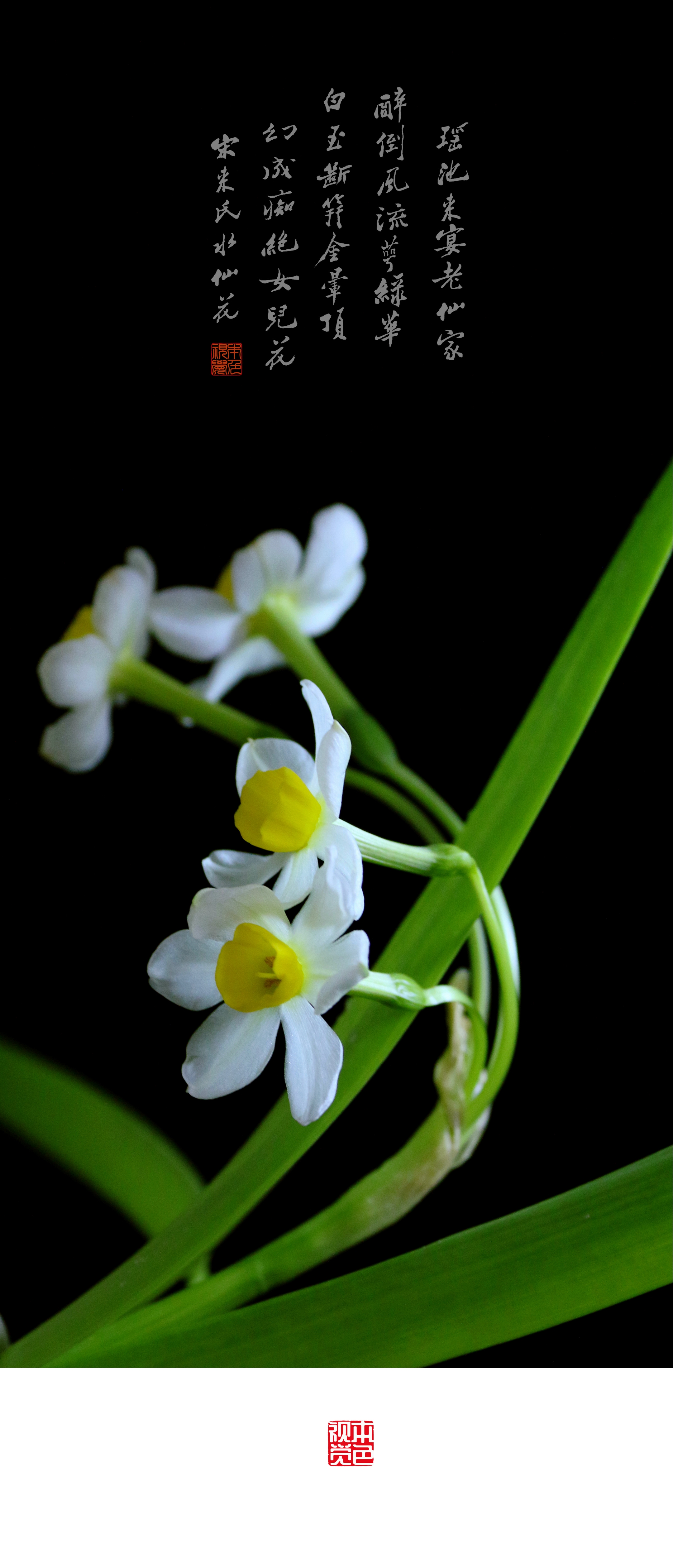 观水仙花 赏古诗词