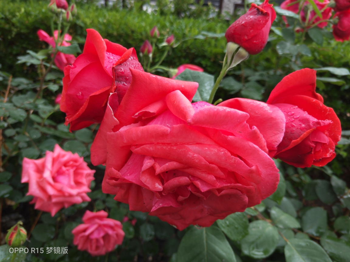 街拍风景月季花