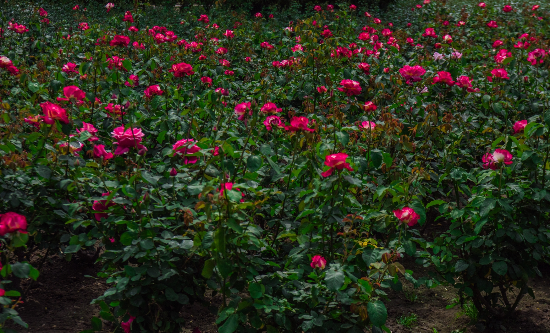 北京市花月季