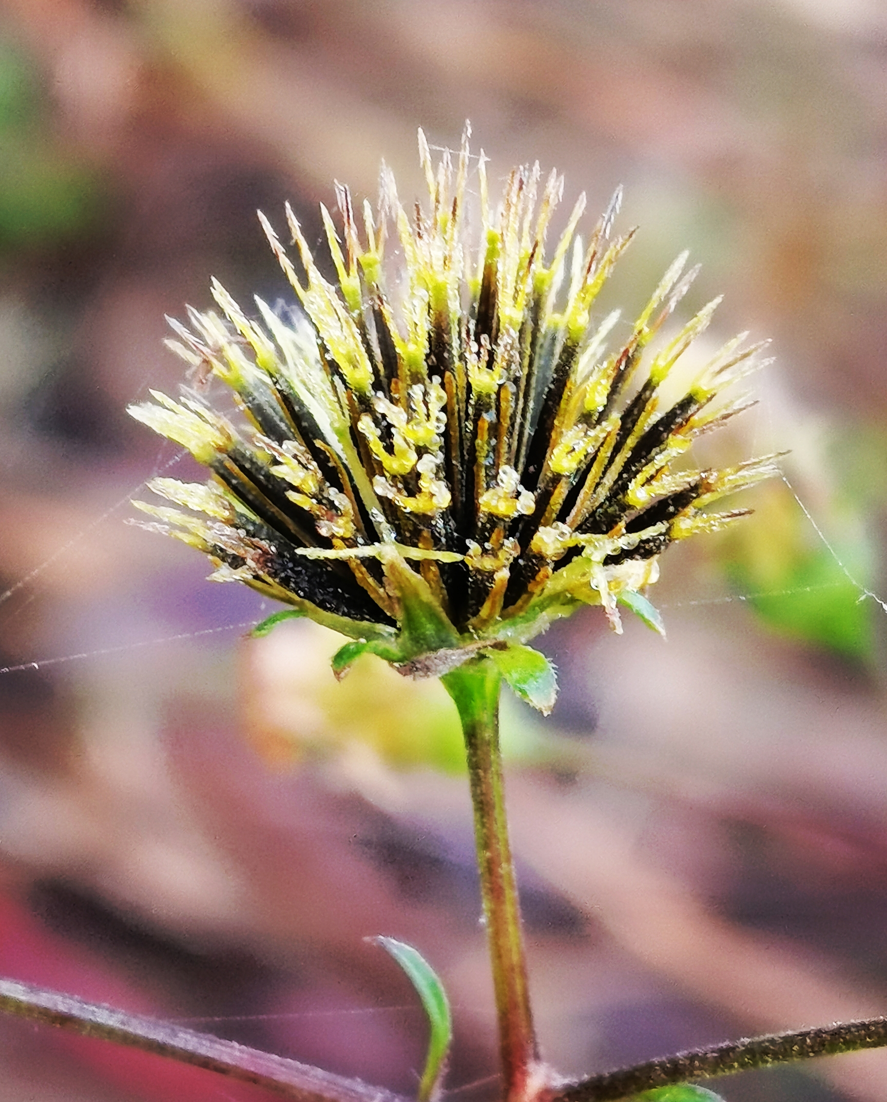 鬼针草