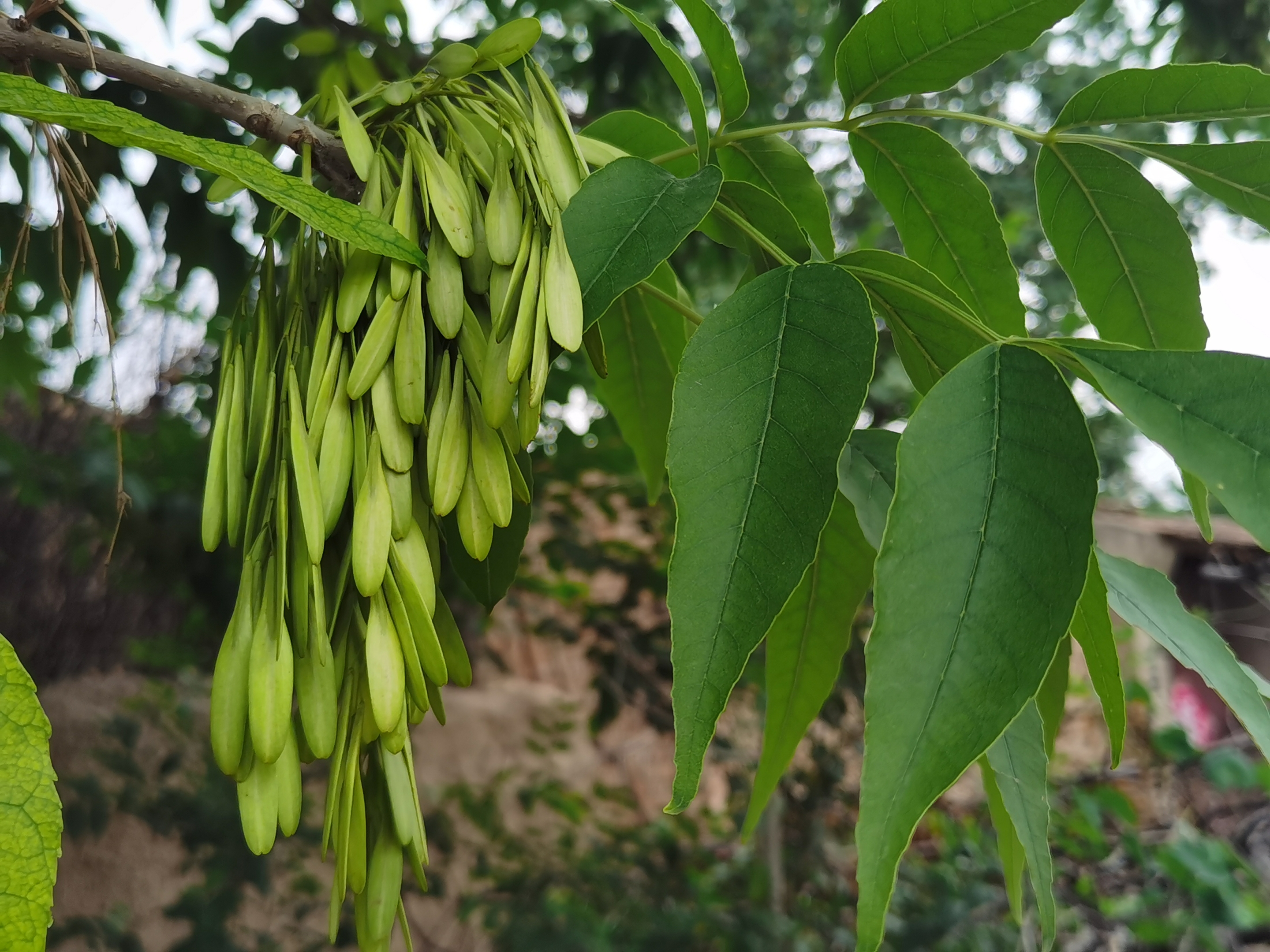 【首发】白蜡树的果实(宁静向暖)