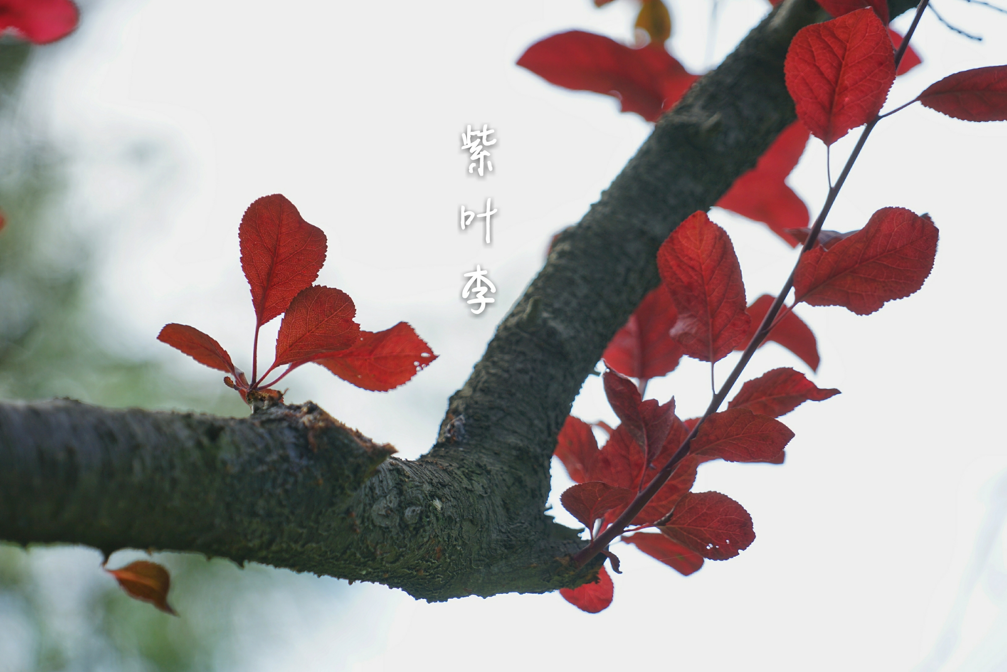 紫叶李,别名:红叶李,蔷薇科李属落叶小乔木,高可达8米,原产