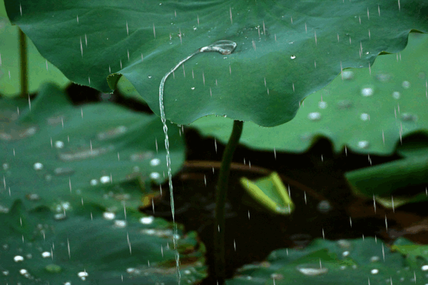 盛夏 听雨